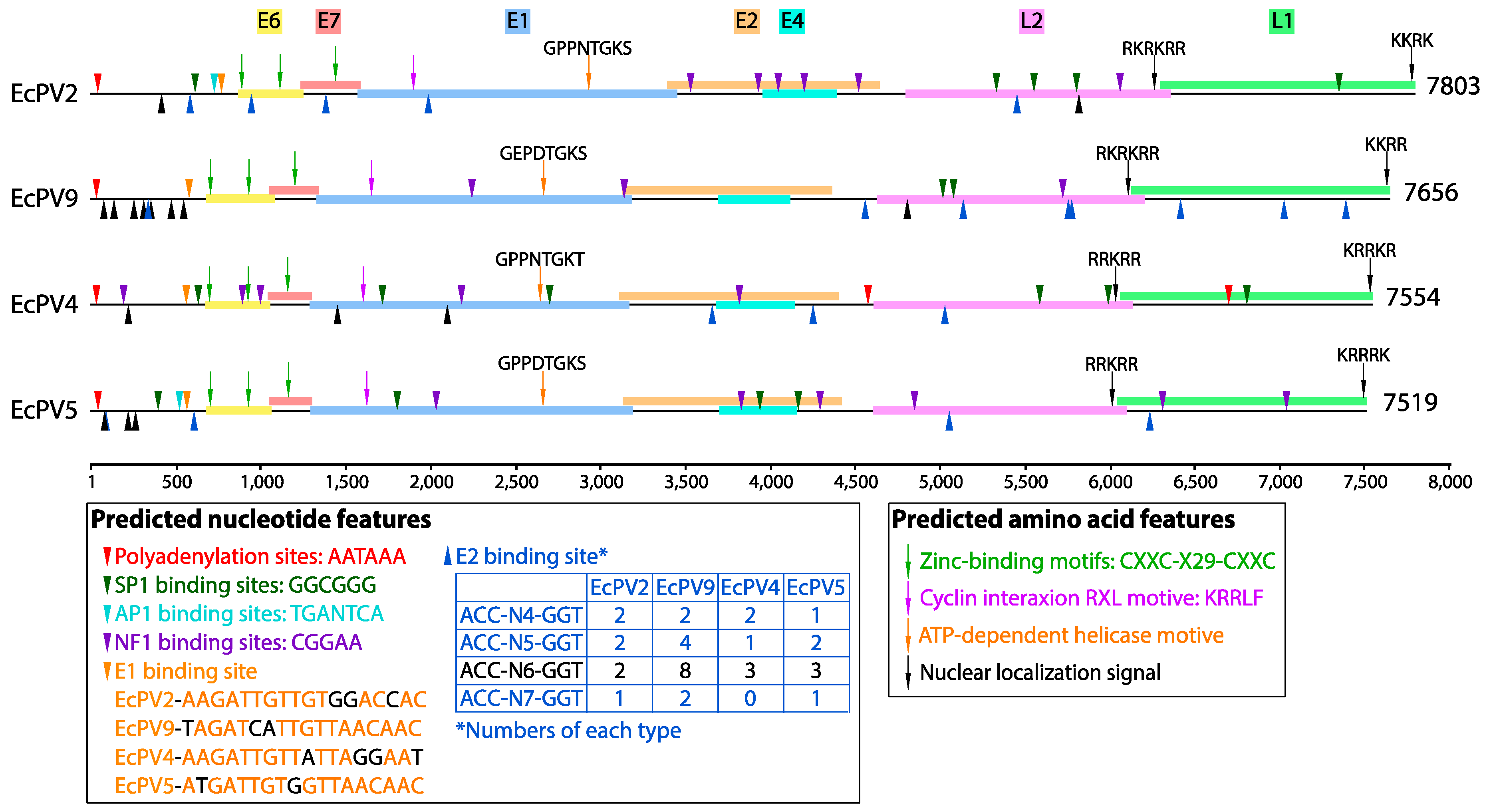 Viruses 11 00713 g002