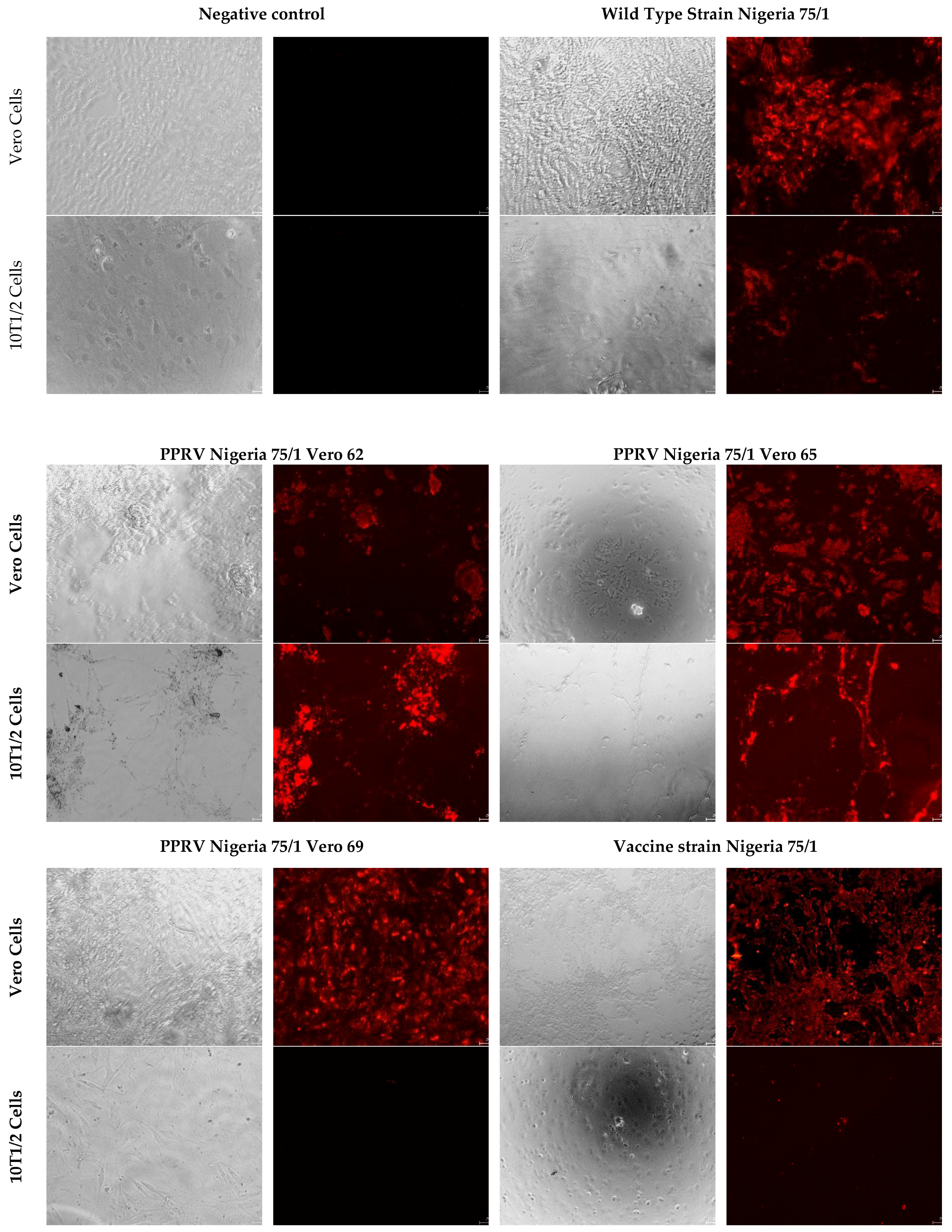 Viruses 11 00724 g004