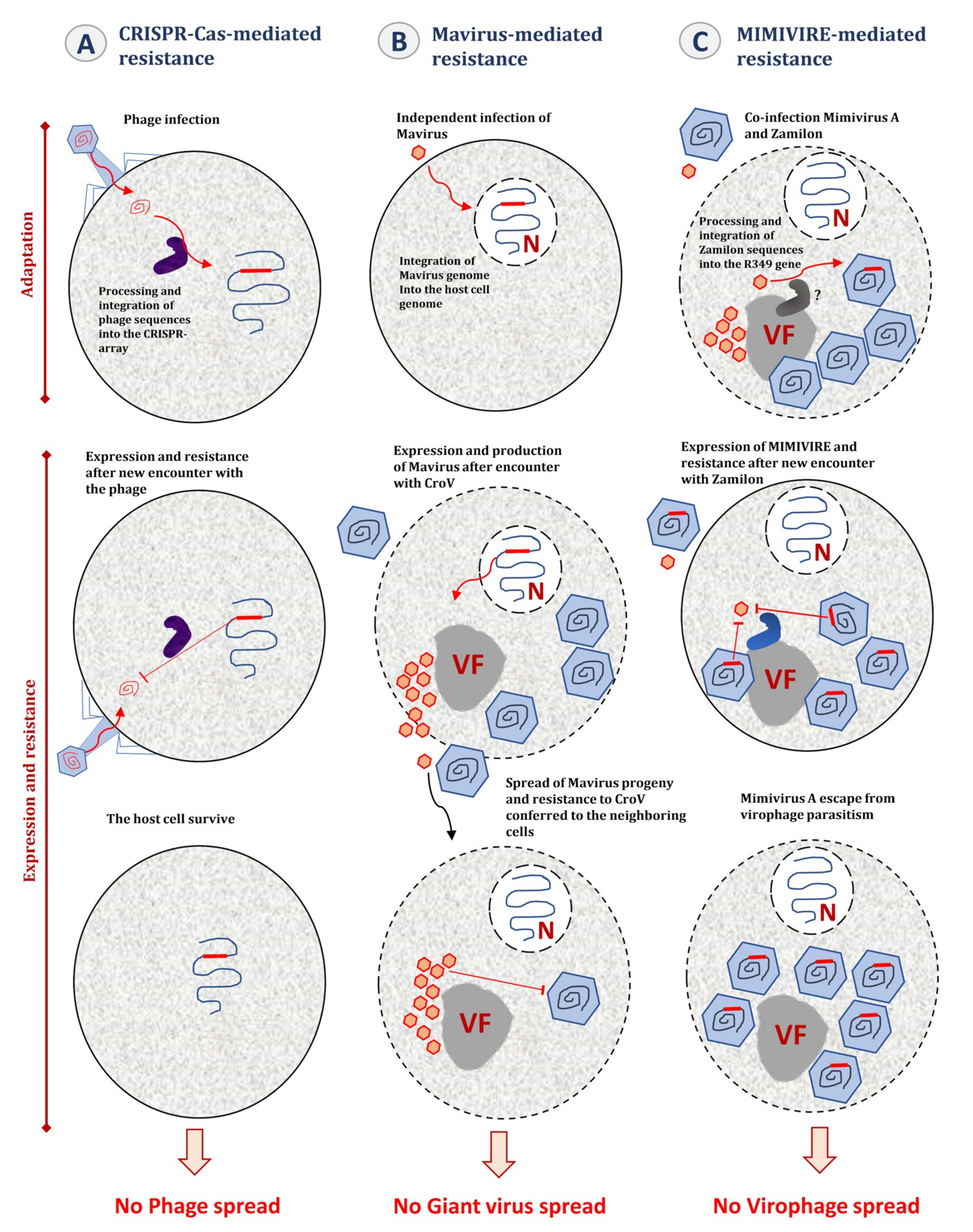 Viruses 11 00733 g005