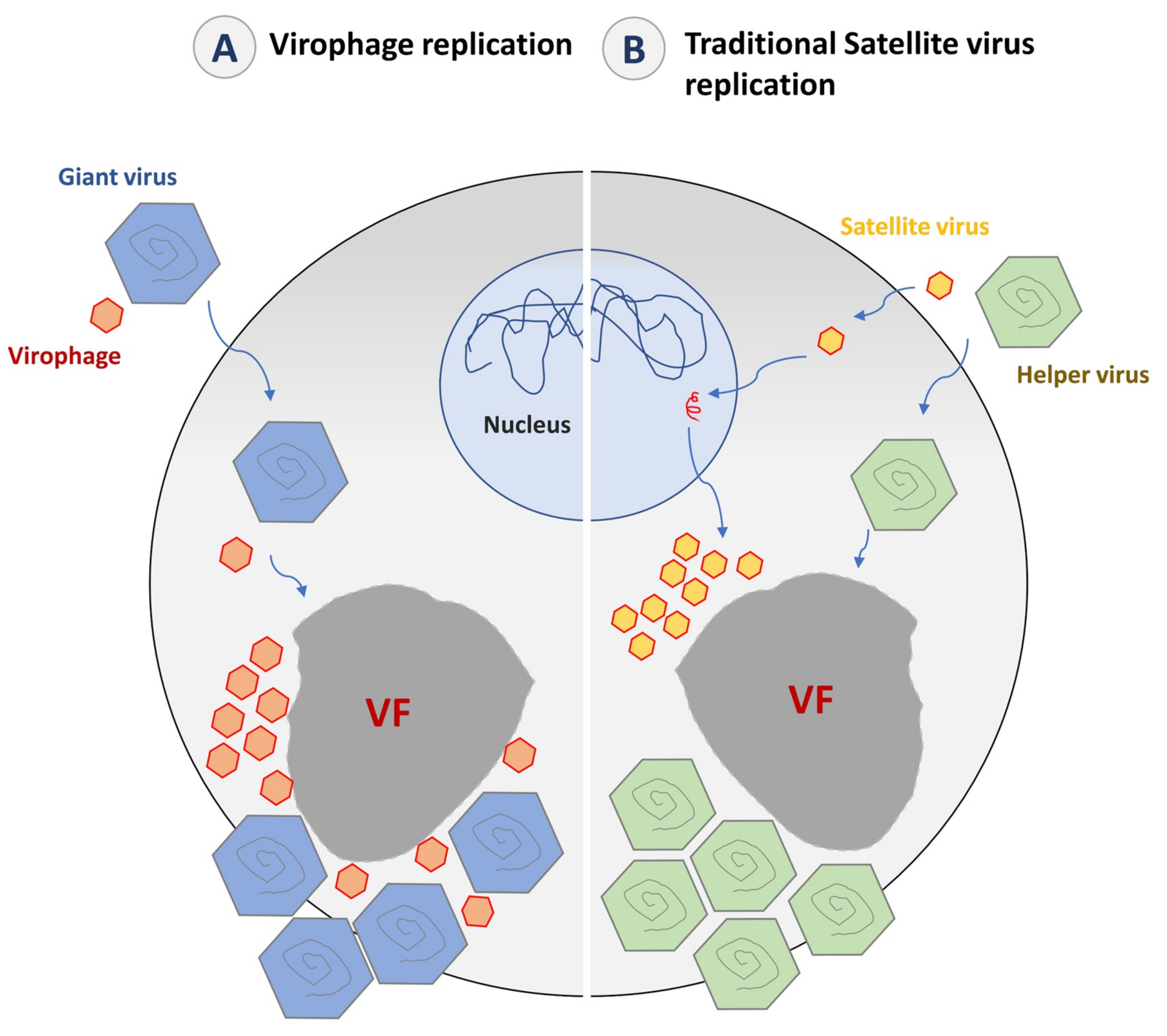 Viruses 11 00733 g007