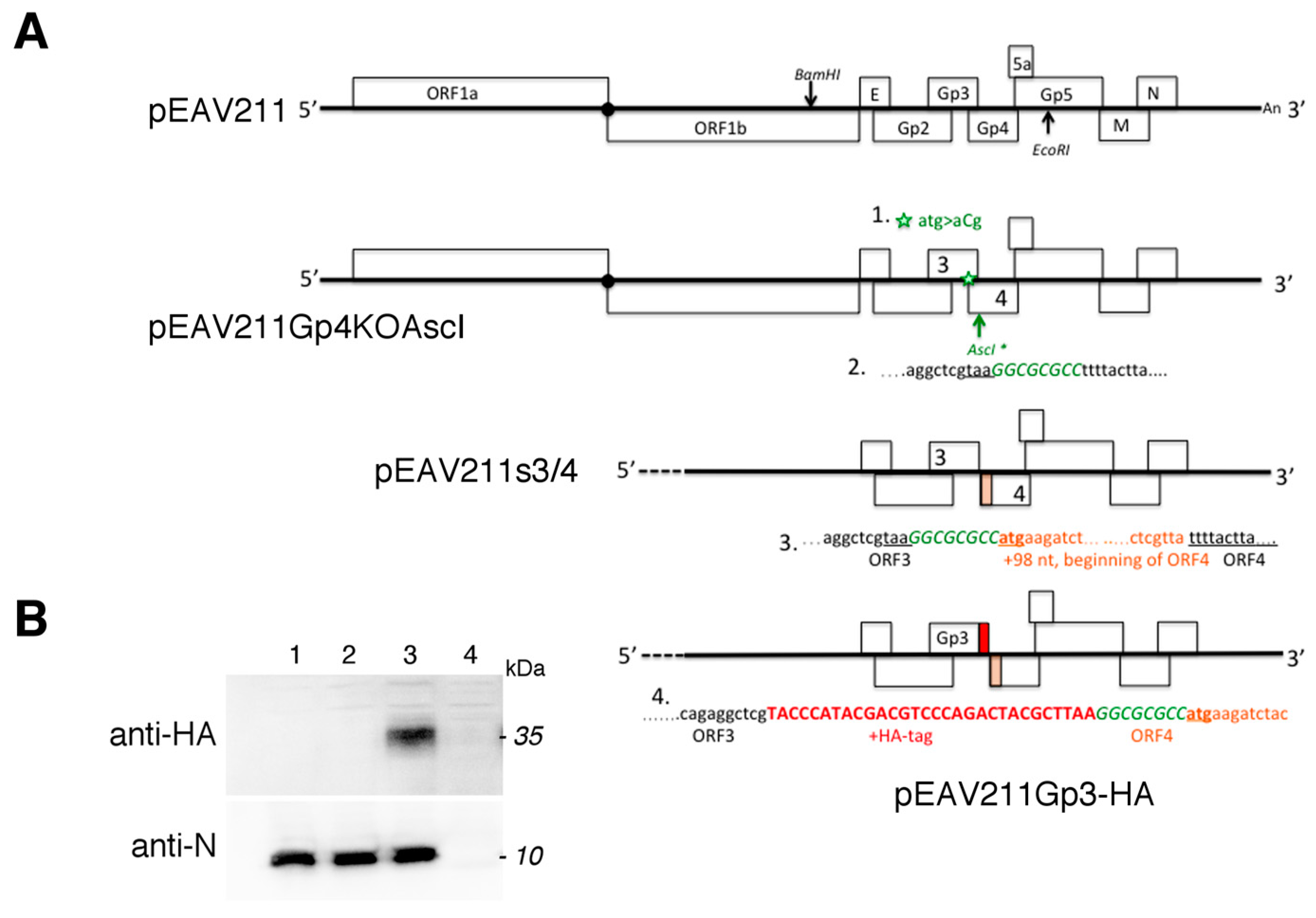 Viruses 11 00735 g001a