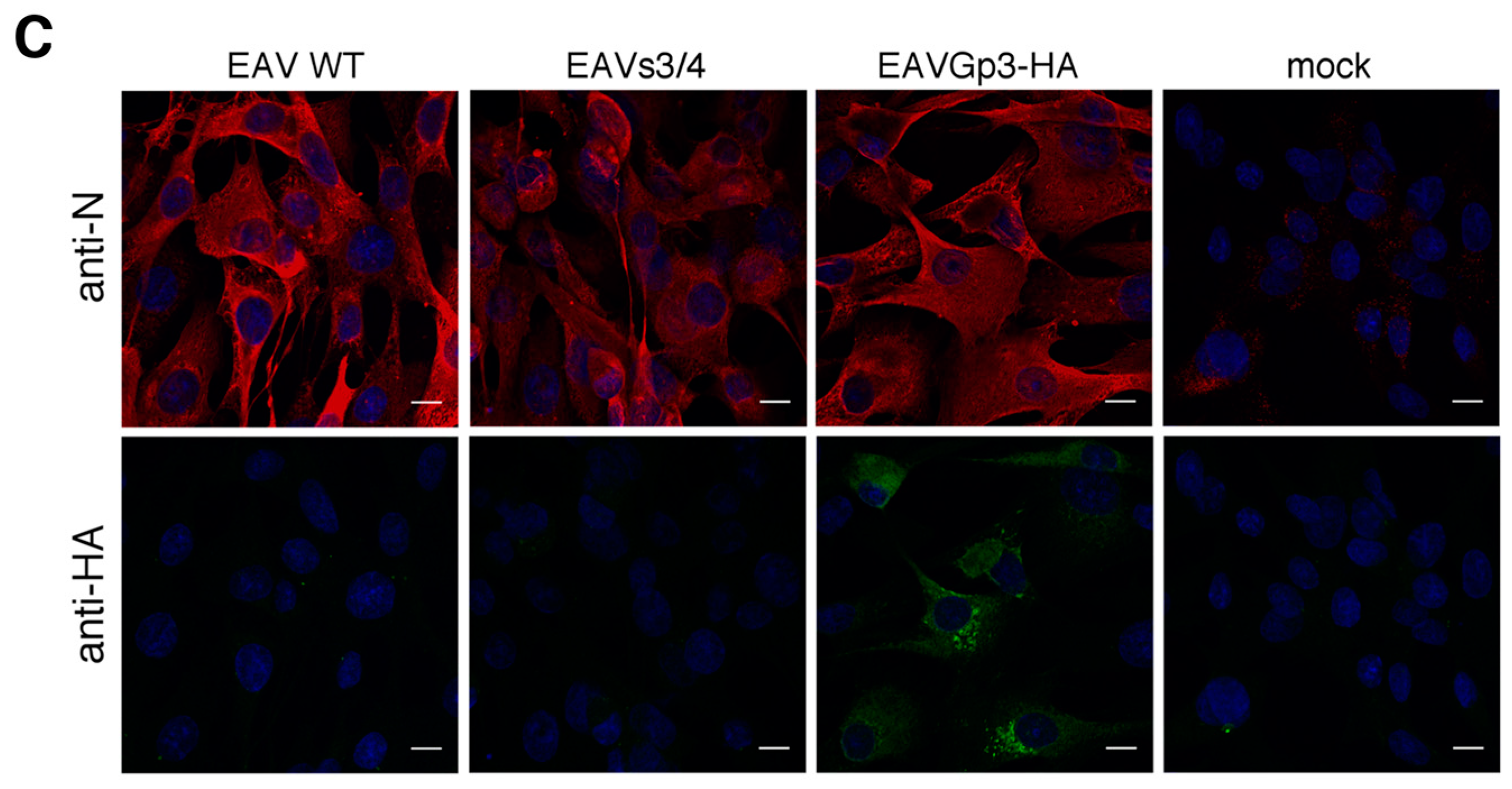 Viruses 11 00735 g001b