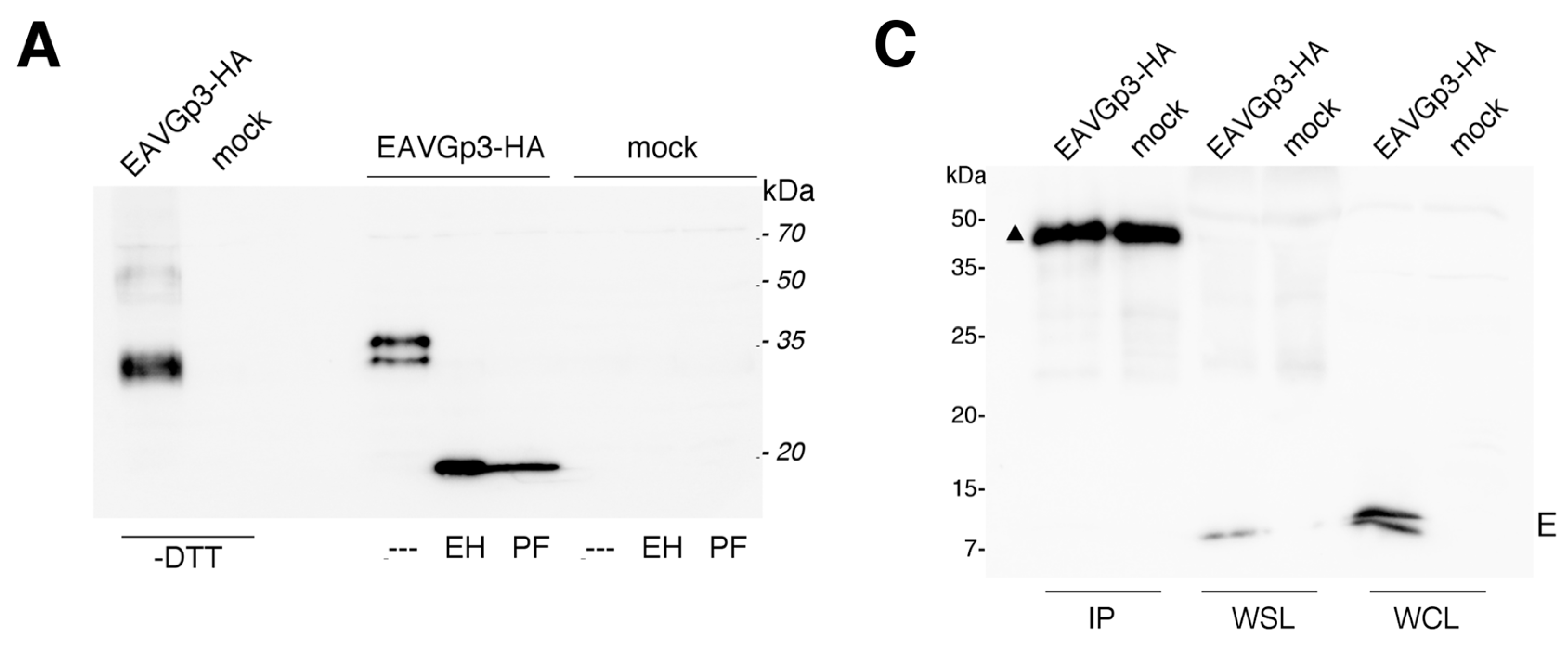Viruses 11 00735 g003a