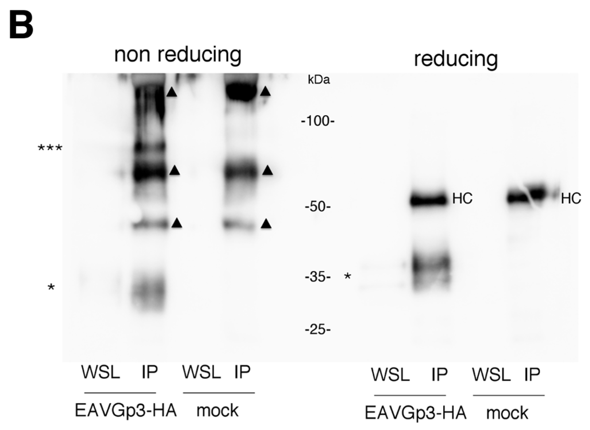Viruses 11 00735 g003b