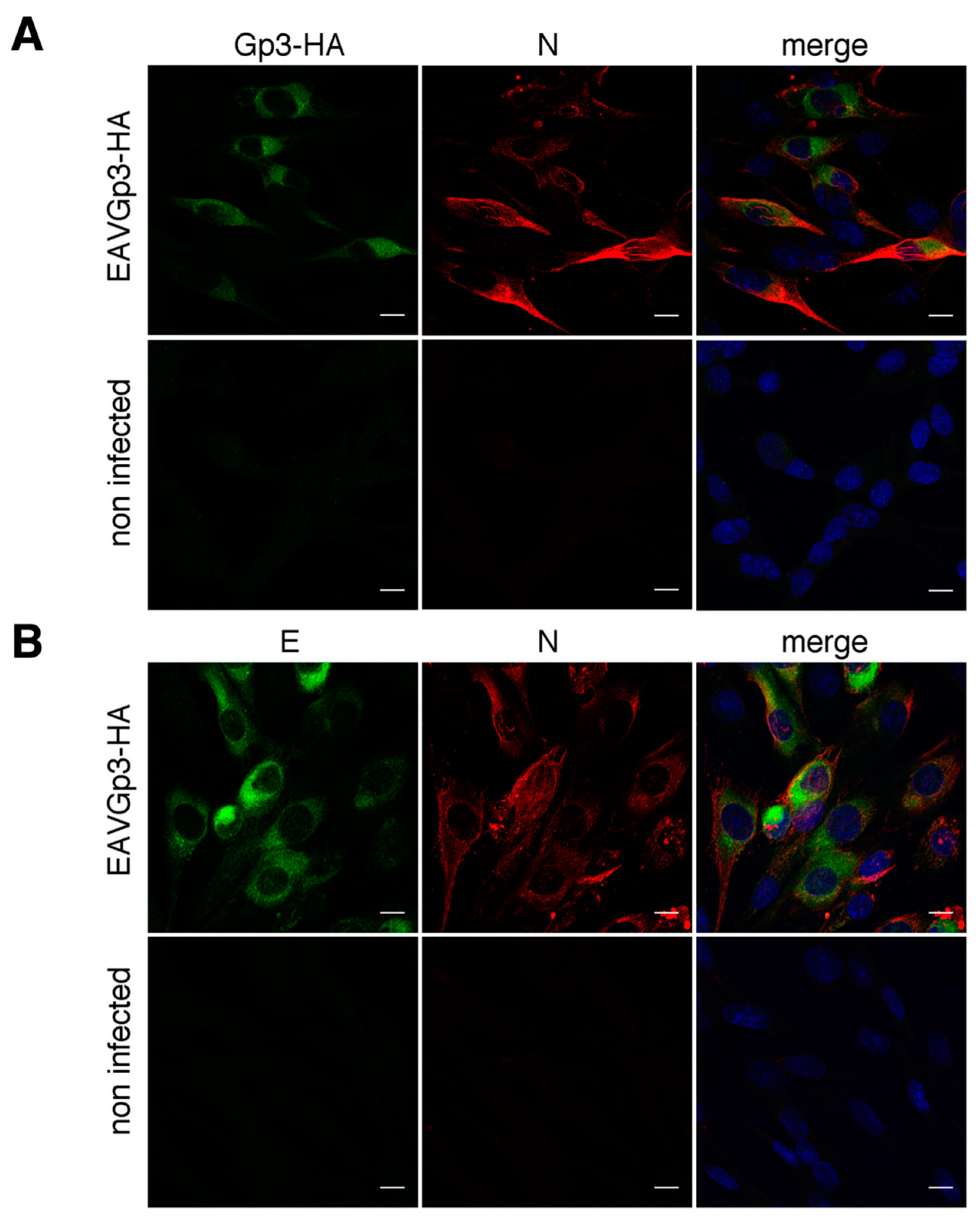 Viruses 11 00735 g004a
