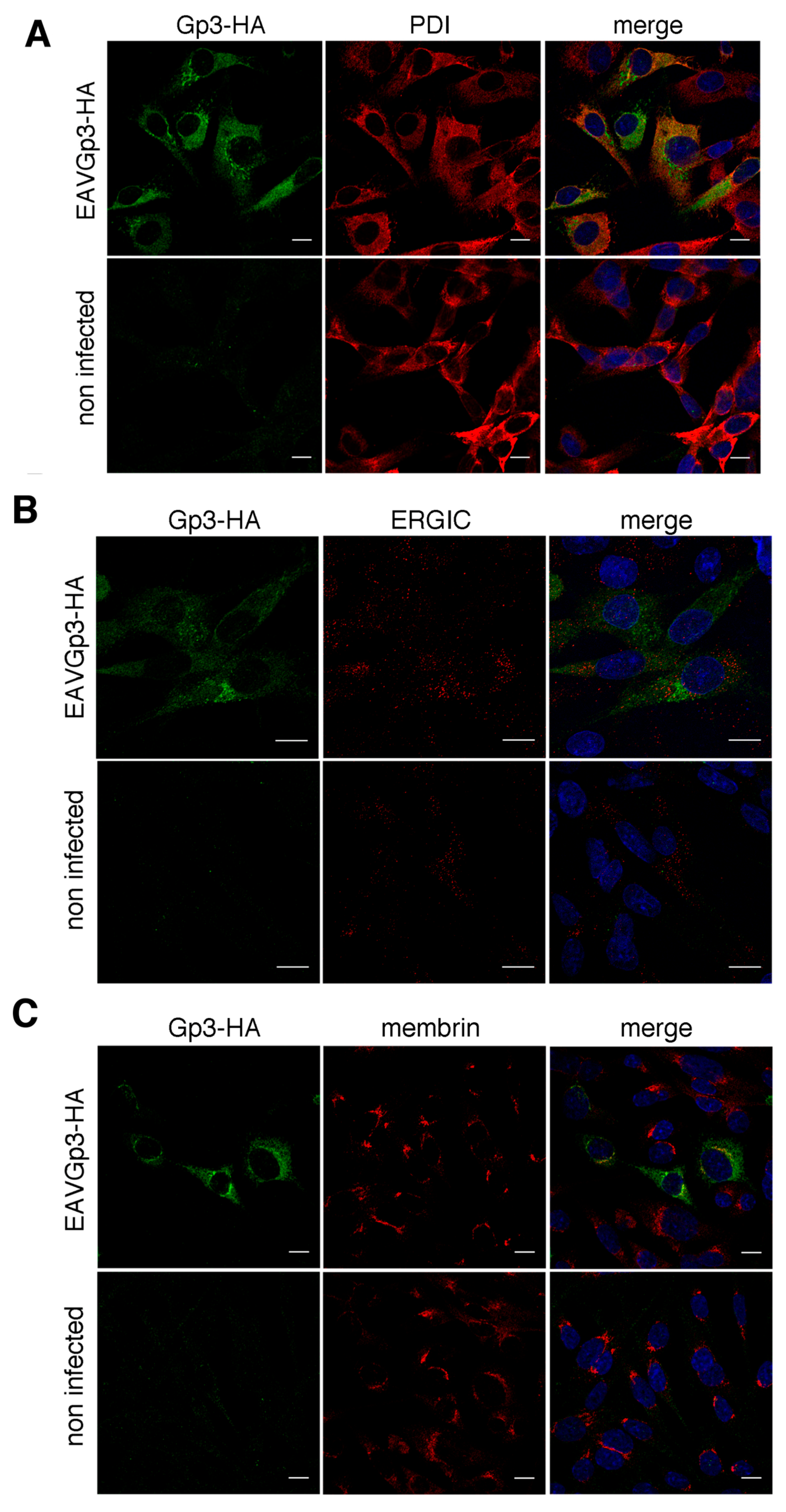 Viruses 11 00735 g005