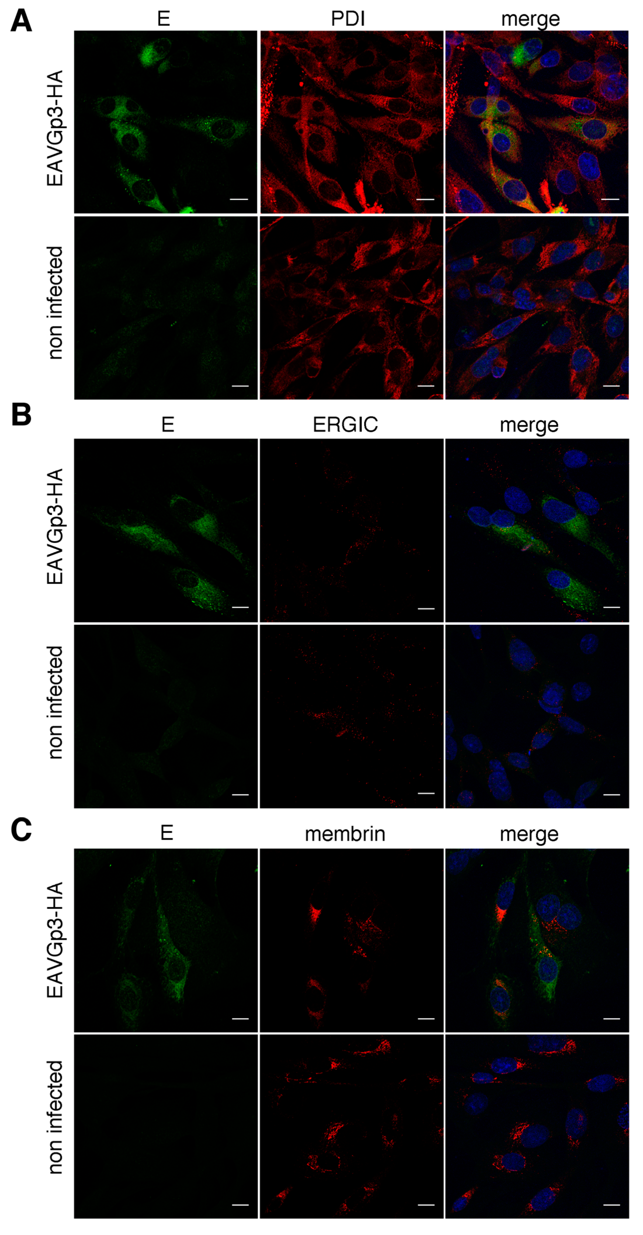Viruses 11 00735 g006