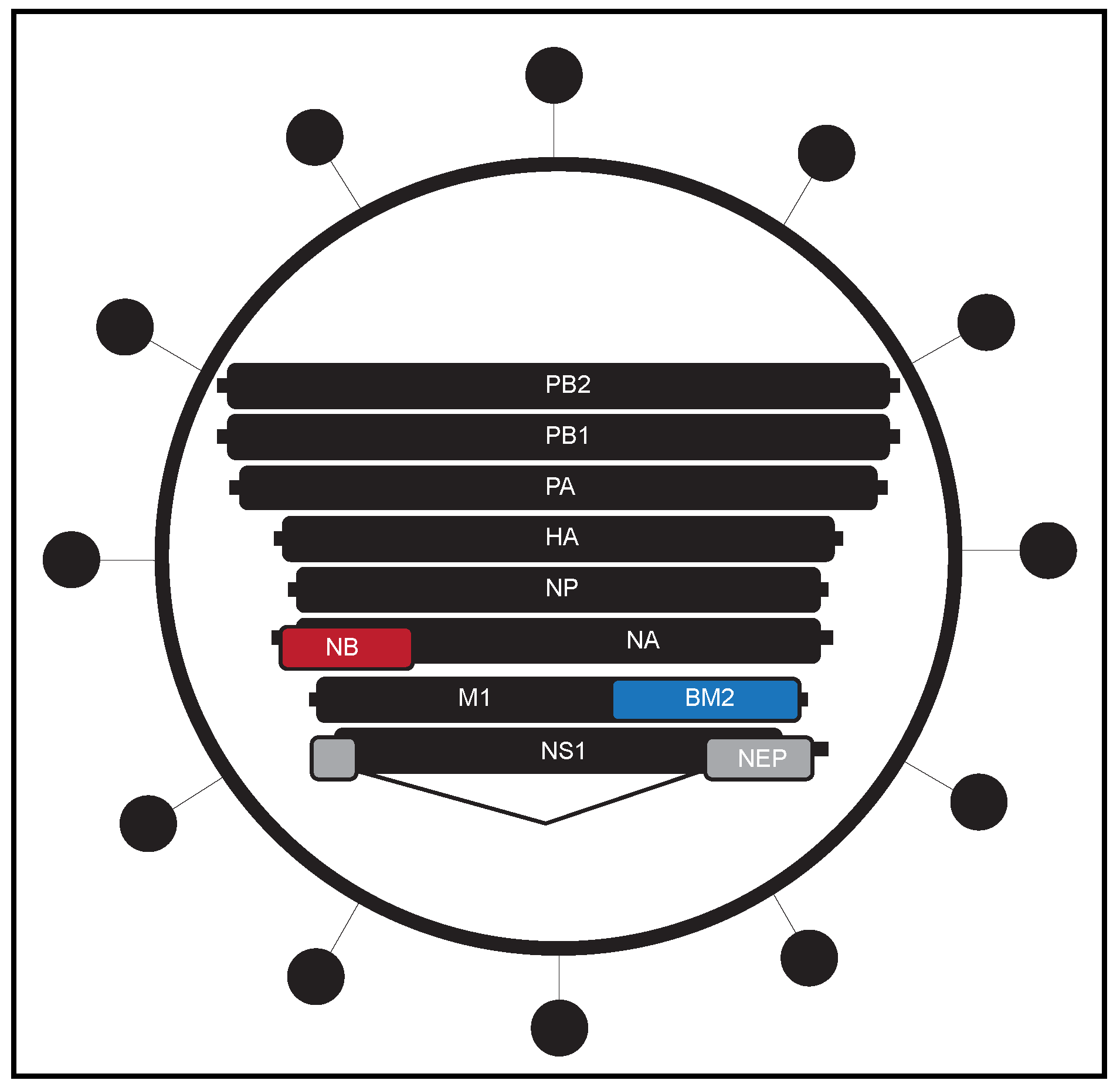 Viruses 11 00736 g001 Viruses 11 00736 g001