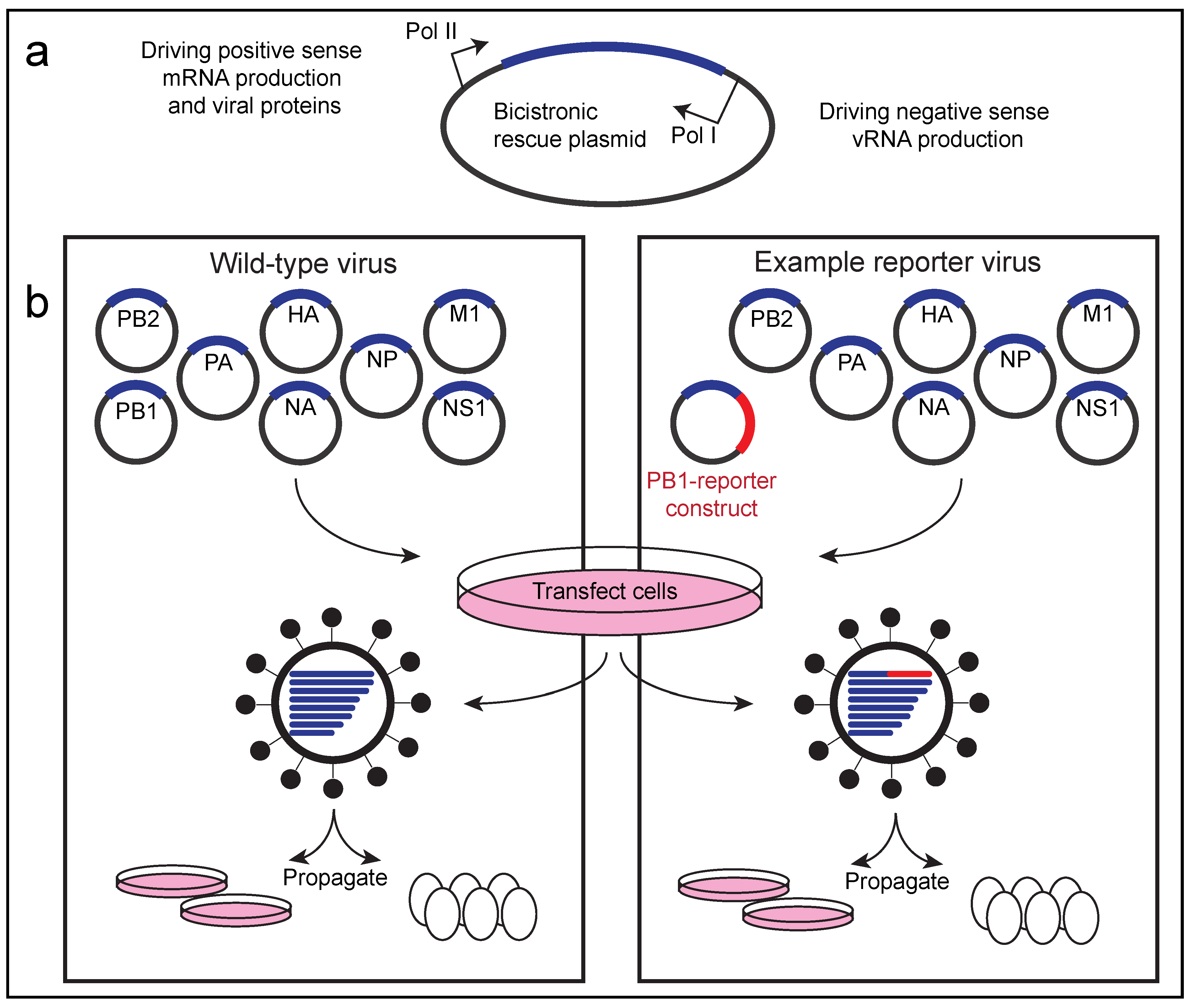 Viruses 11 00736 g002 Viruses 11 00736 g002
