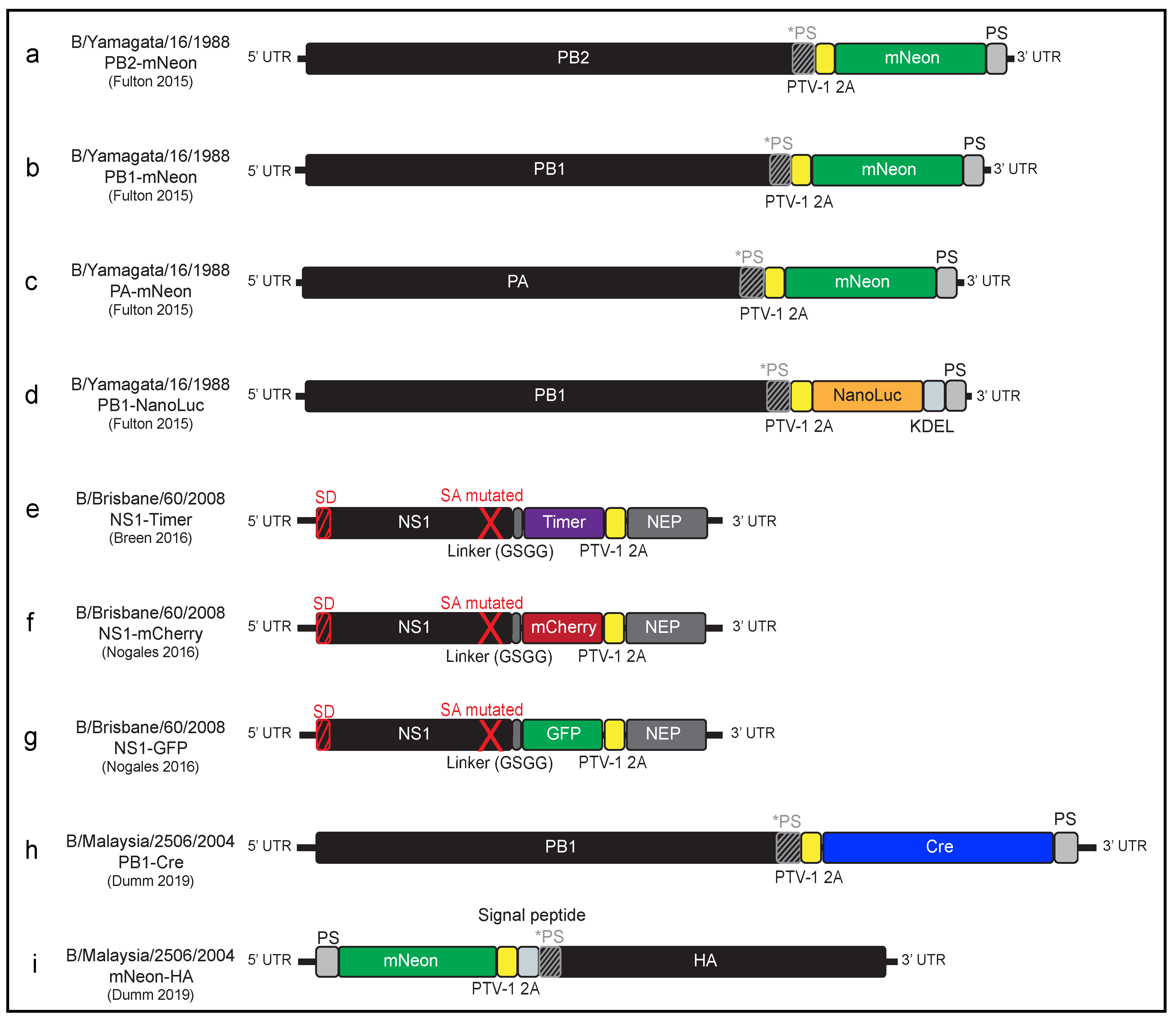Viruses 11 00736 g003 Viruses 11 00736 g003