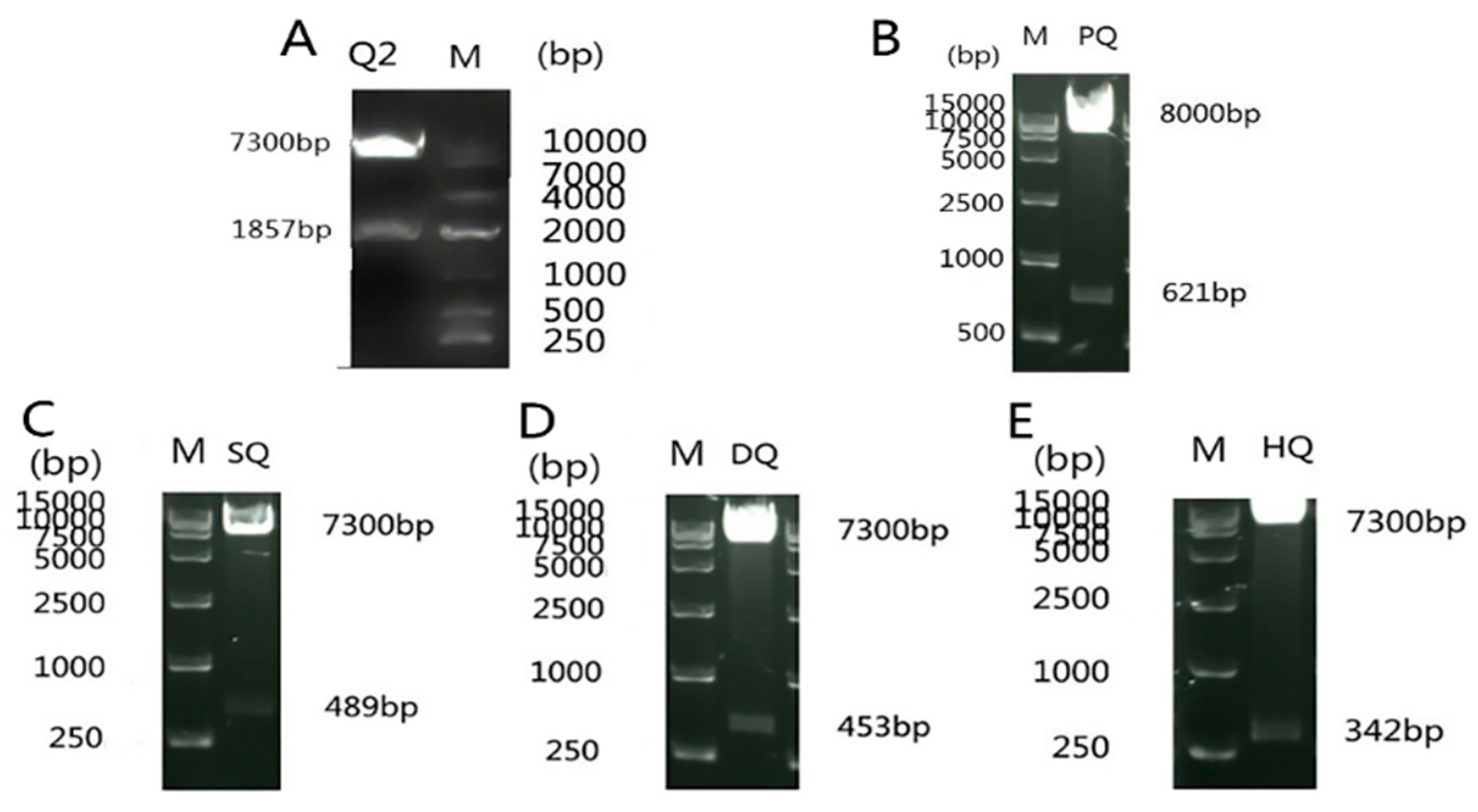 Viruses 11 00740 g001 Viruses 11 00740 g001
