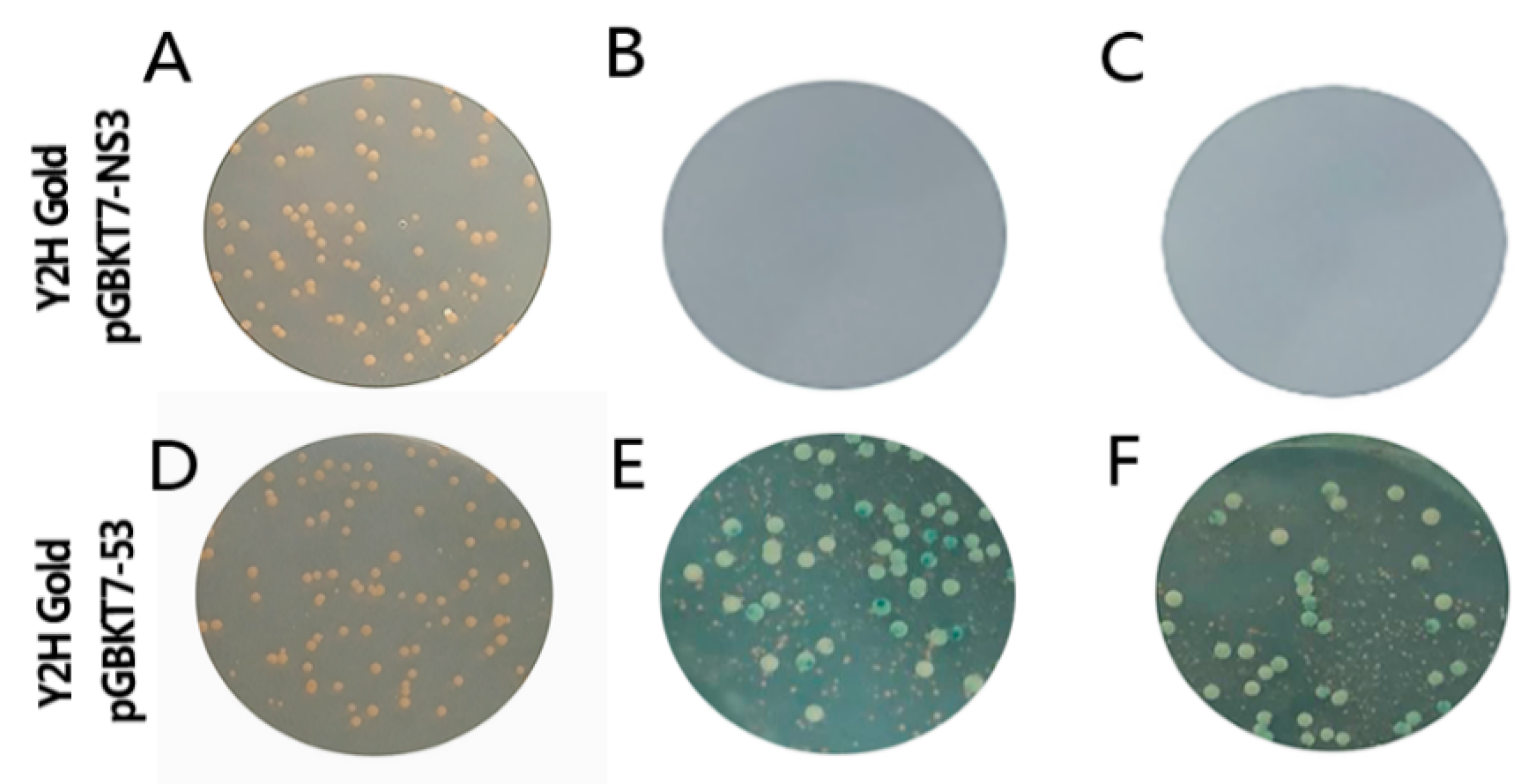 Viruses 11 00740 g002 Viruses 11 00740 g002