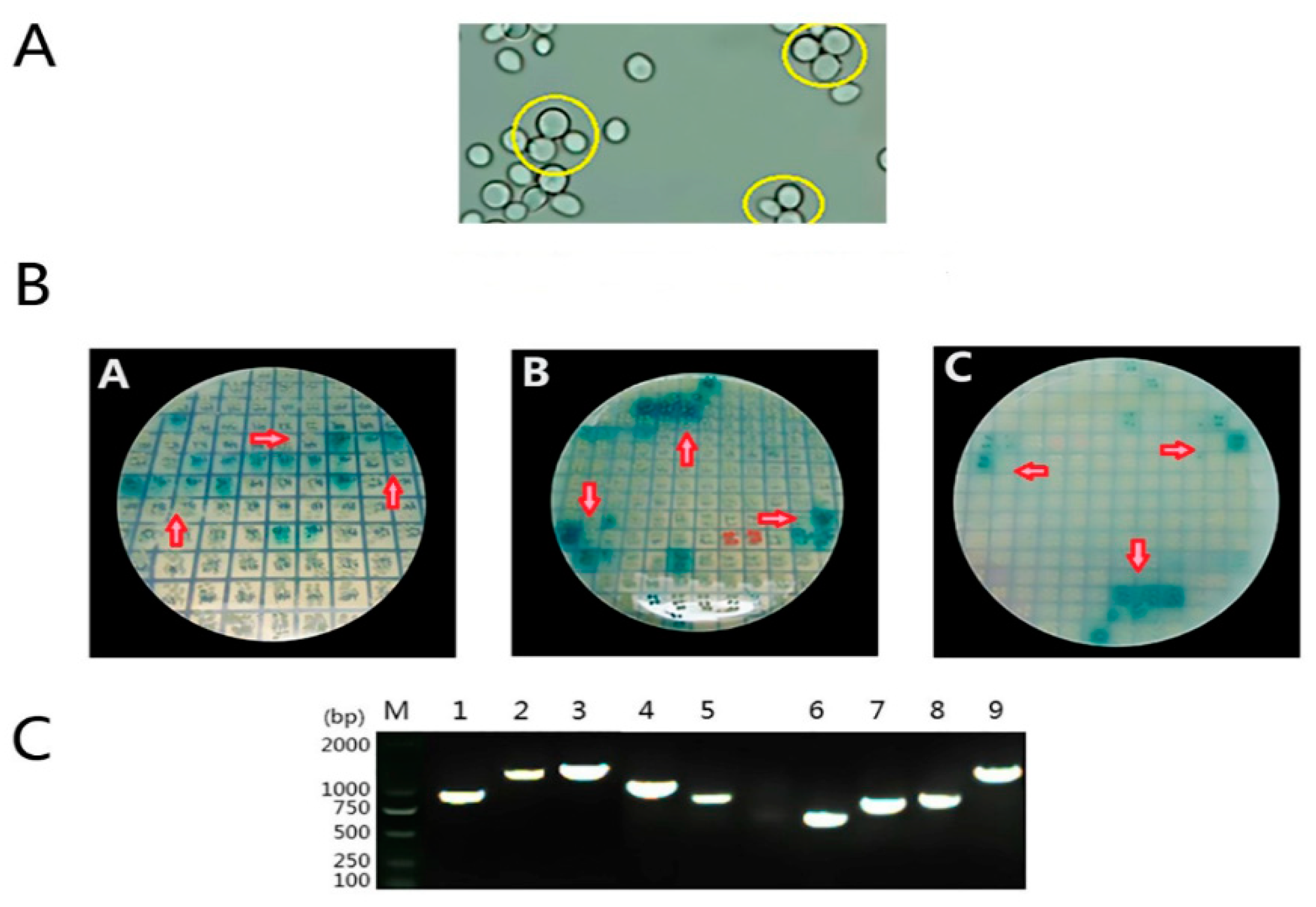 Viruses 11 00740 g003 Viruses 11 00740 g003