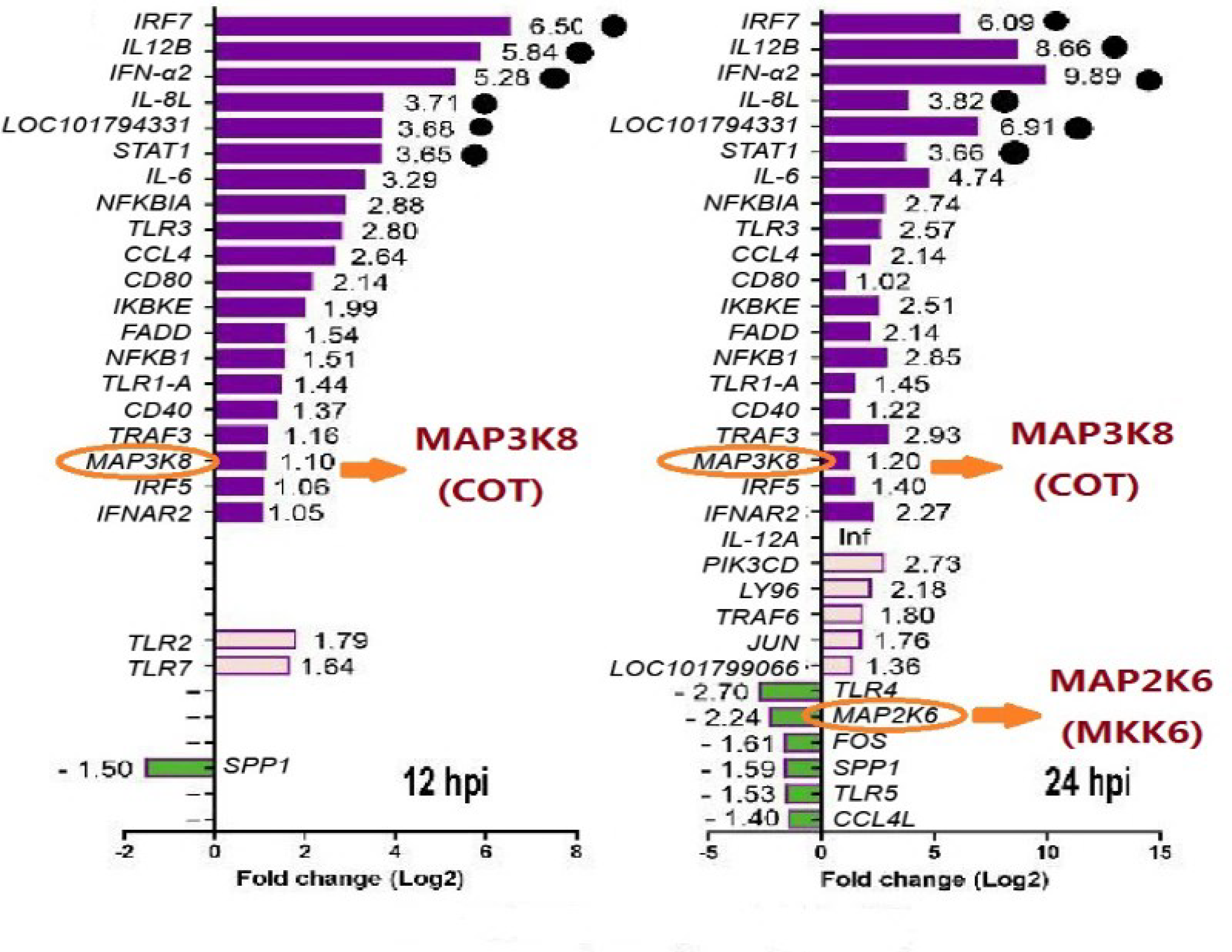 Viruses 11 00740 g004 Viruses 11 00740 g004