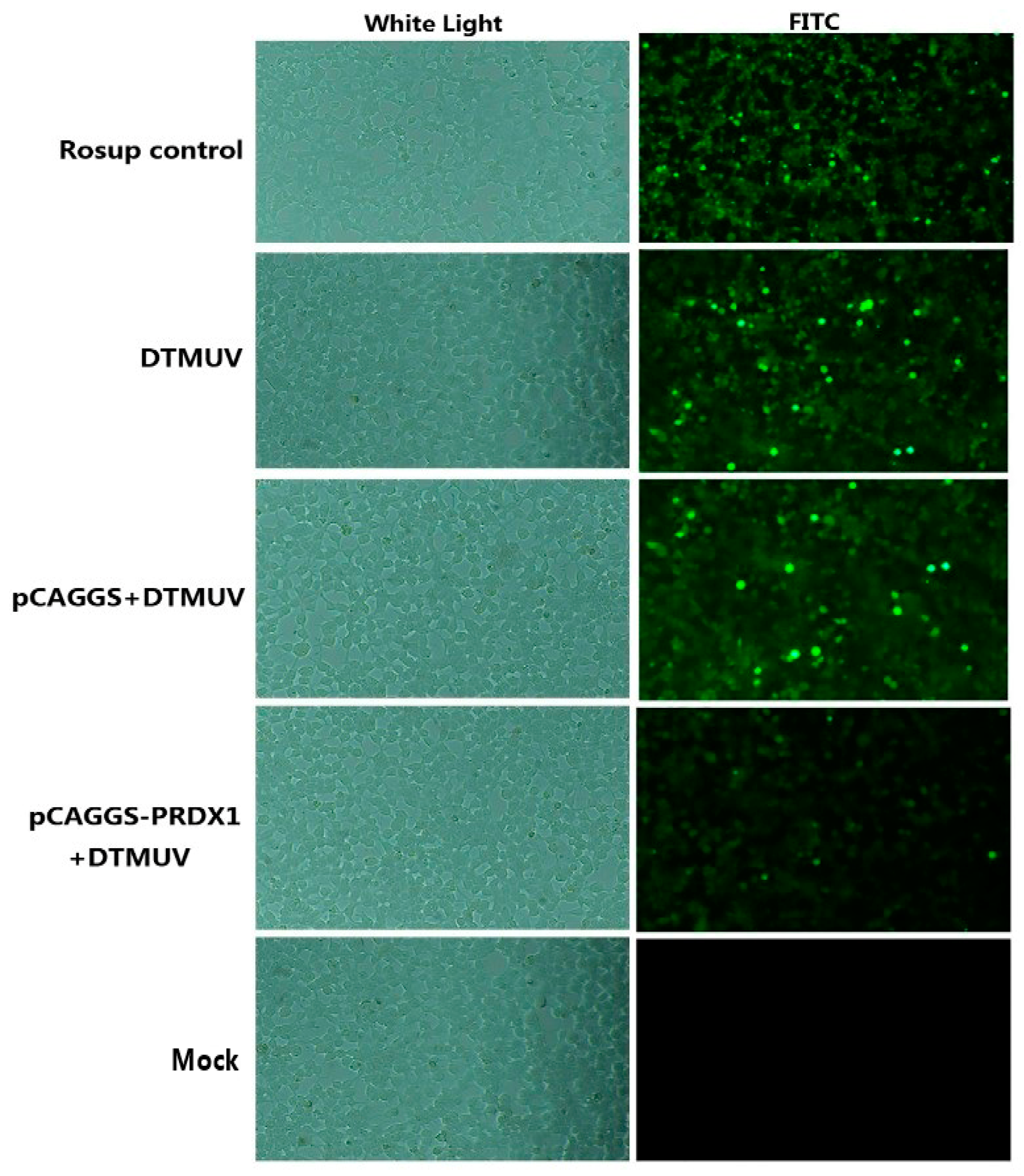 Viruses 11 00740 g005 Viruses 11 00740 g005