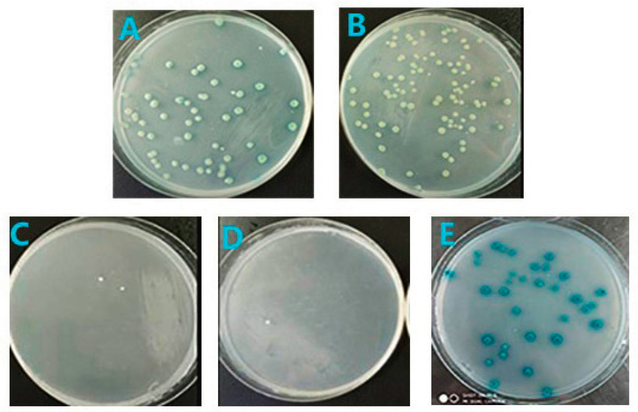 Viruses 11 00740 g006 Viruses 11 00740 g006