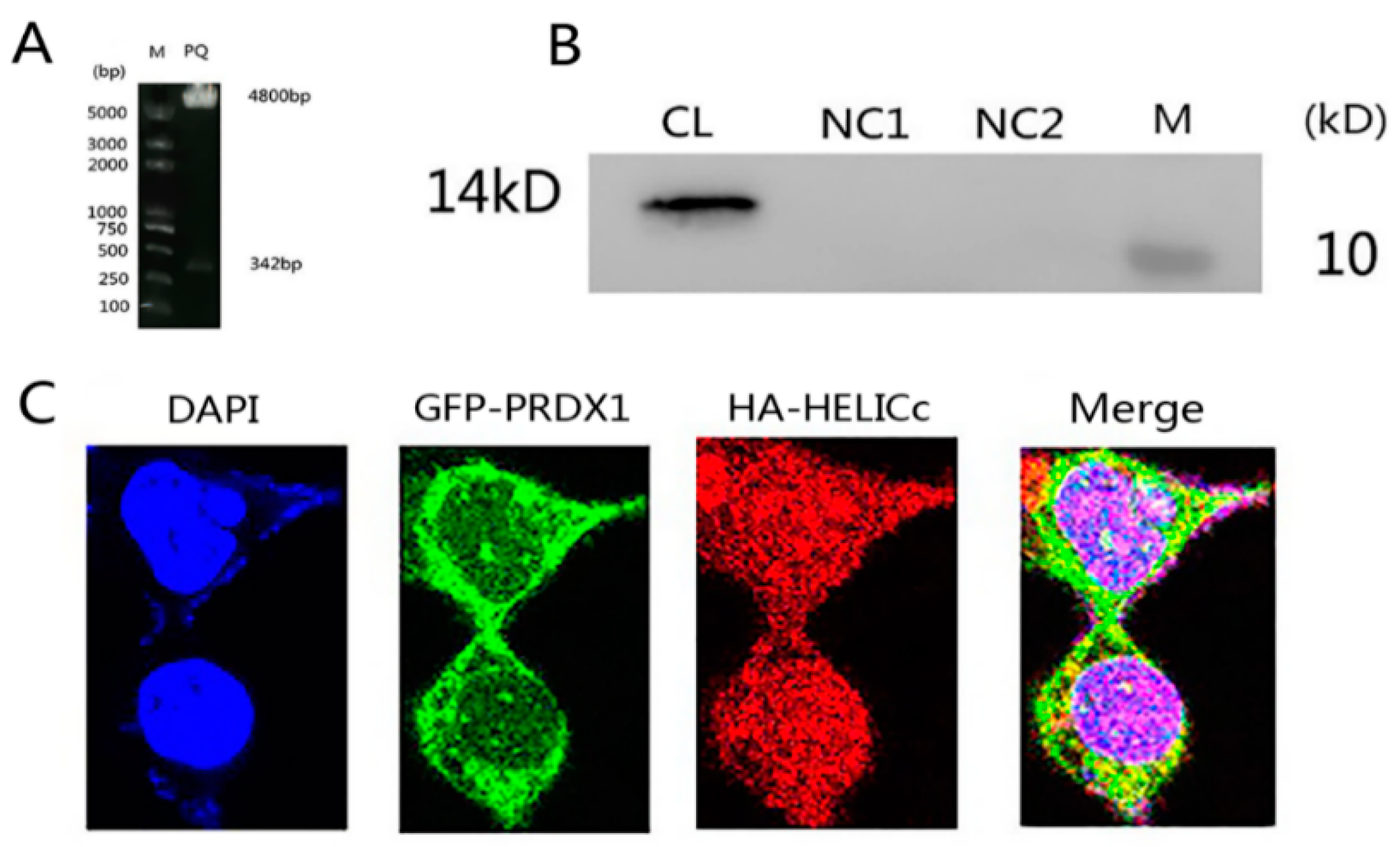 Viruses 11 00740 g007 Viruses 11 00740 g007