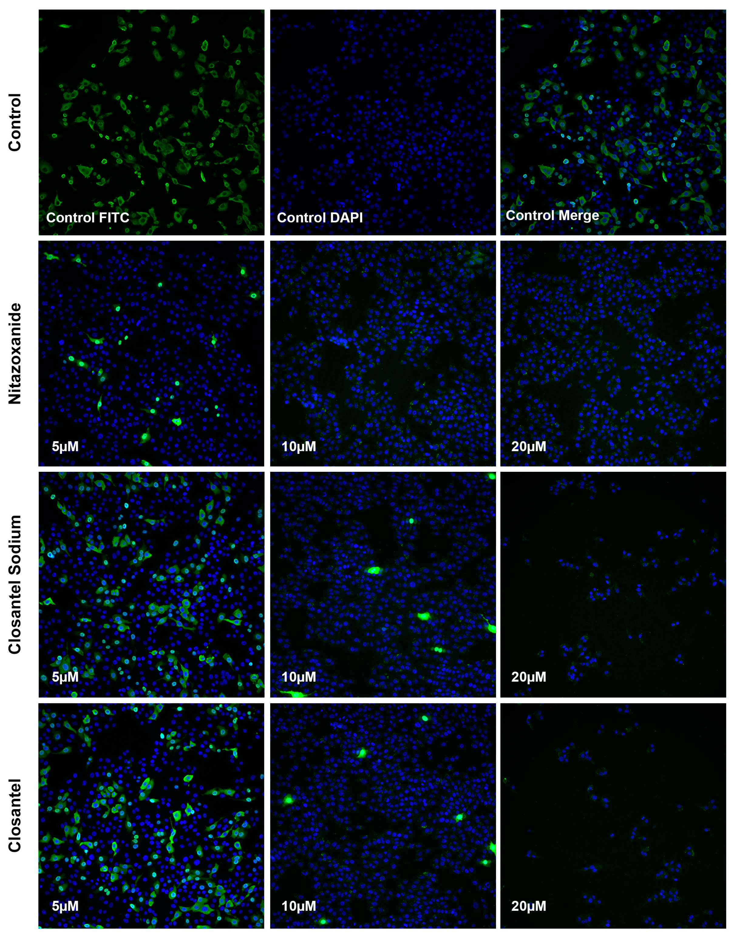 Viruses 11 00742 g004