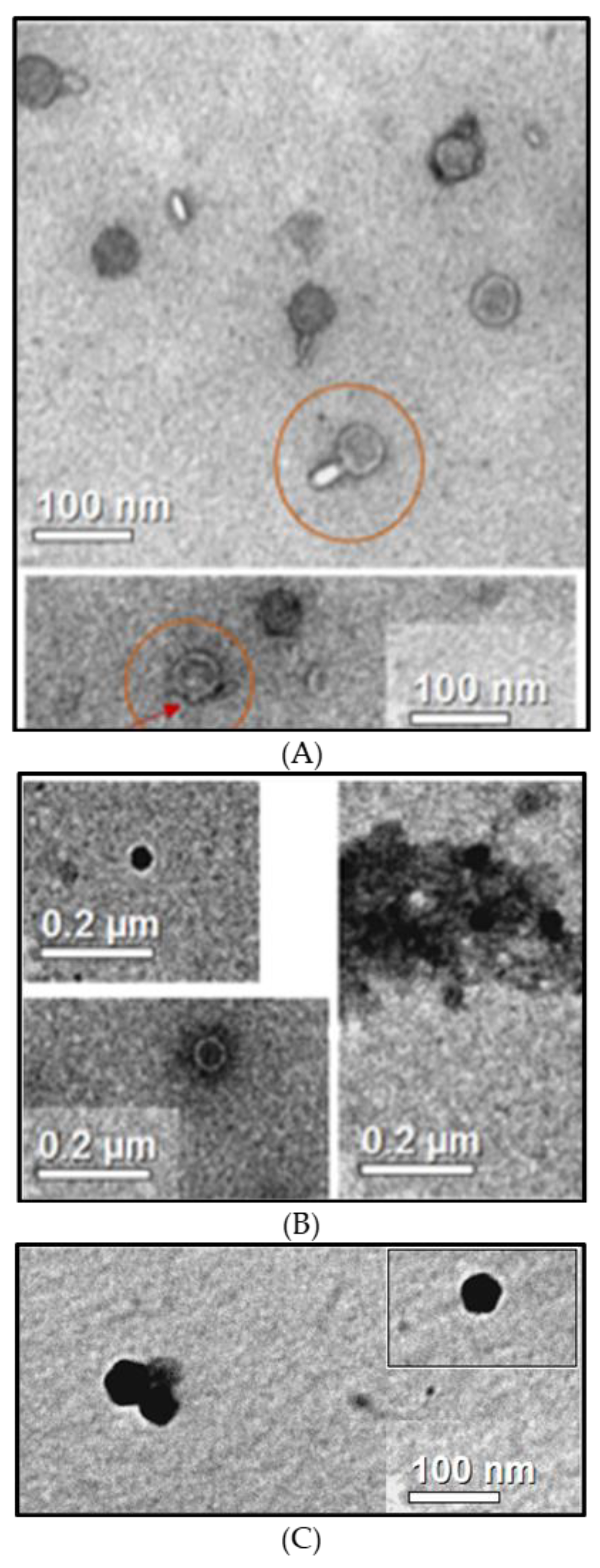 Viruses 11 00749 g002