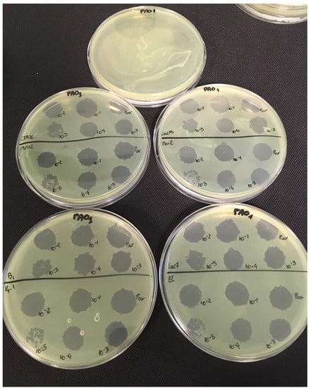 Viruses 11 00749 g0a2