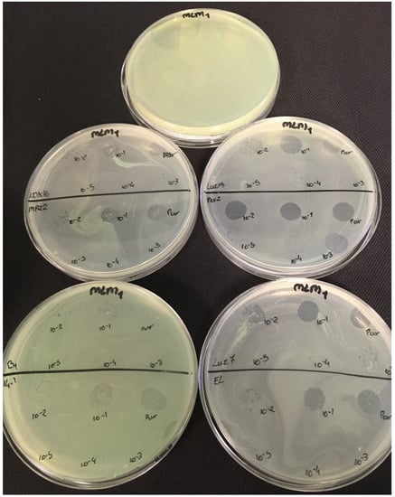 Viruses 11 00749 g0a5