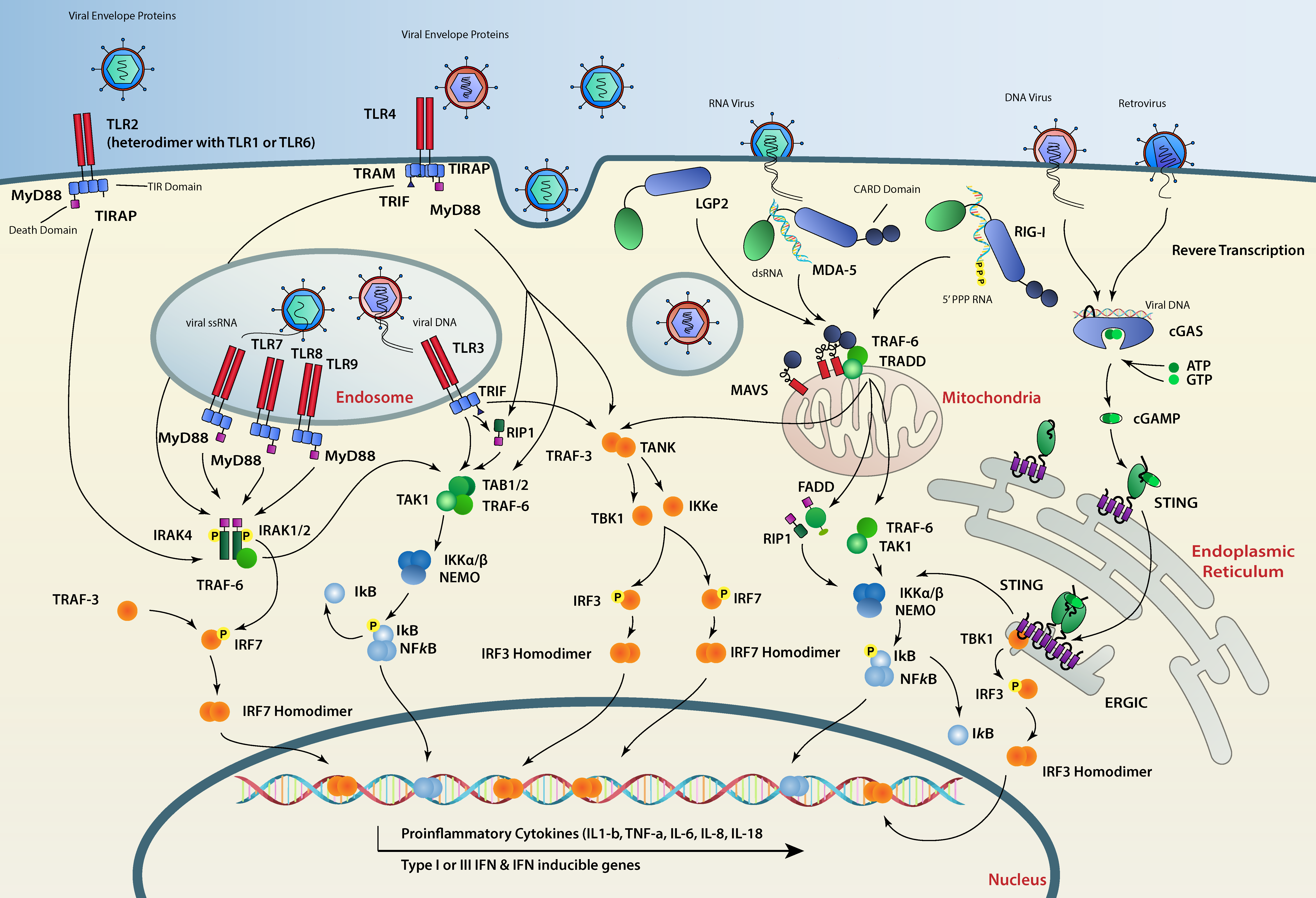 Viruses 11 00758 g001