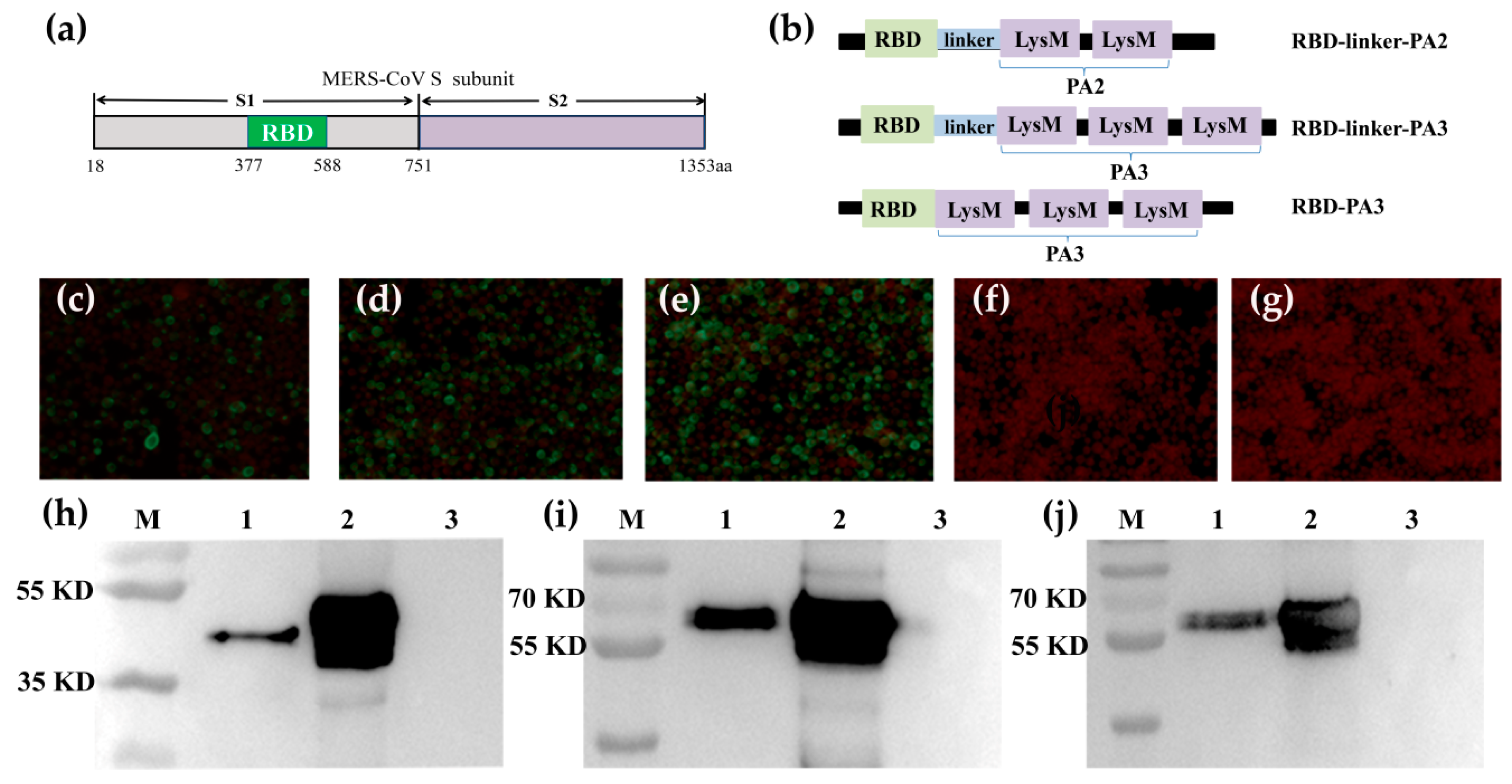 Viruses 11 00799 g001