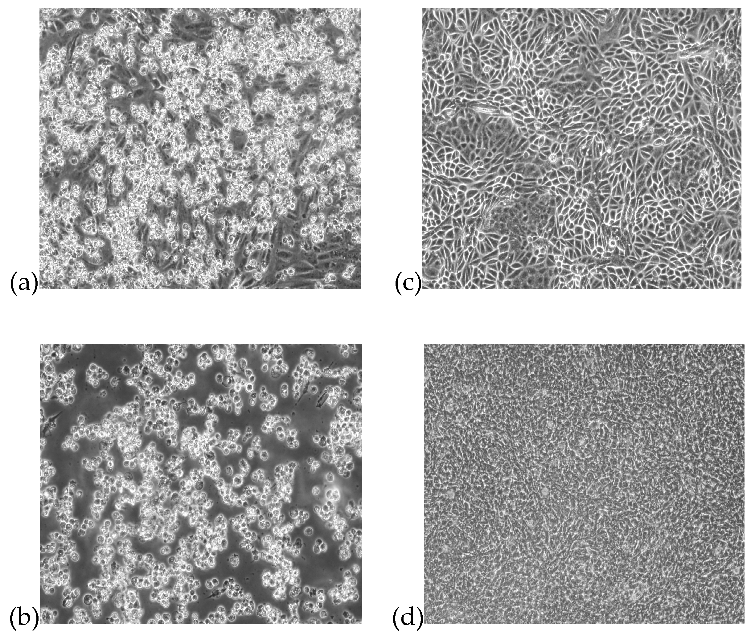 Viruses 11 00810 g001 Viruses 11 00810 g001