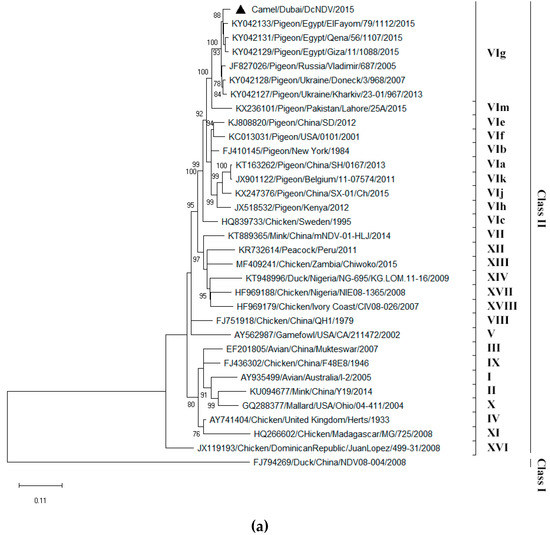Viruses 11 00810 g002a Viruses 11 00810 g002a