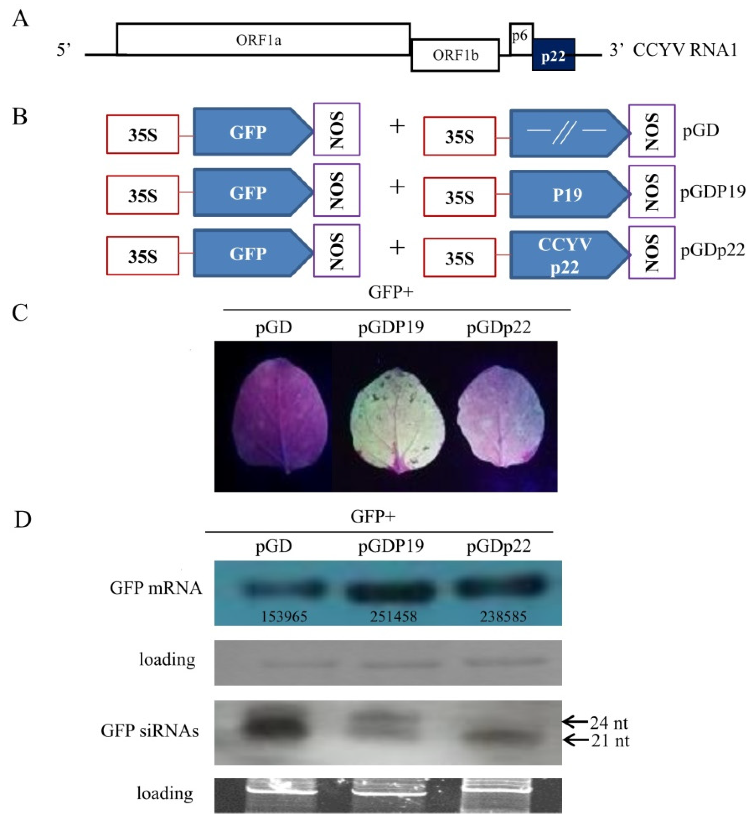 Viruses 11 00818 g001 Viruses 11 00818 g001