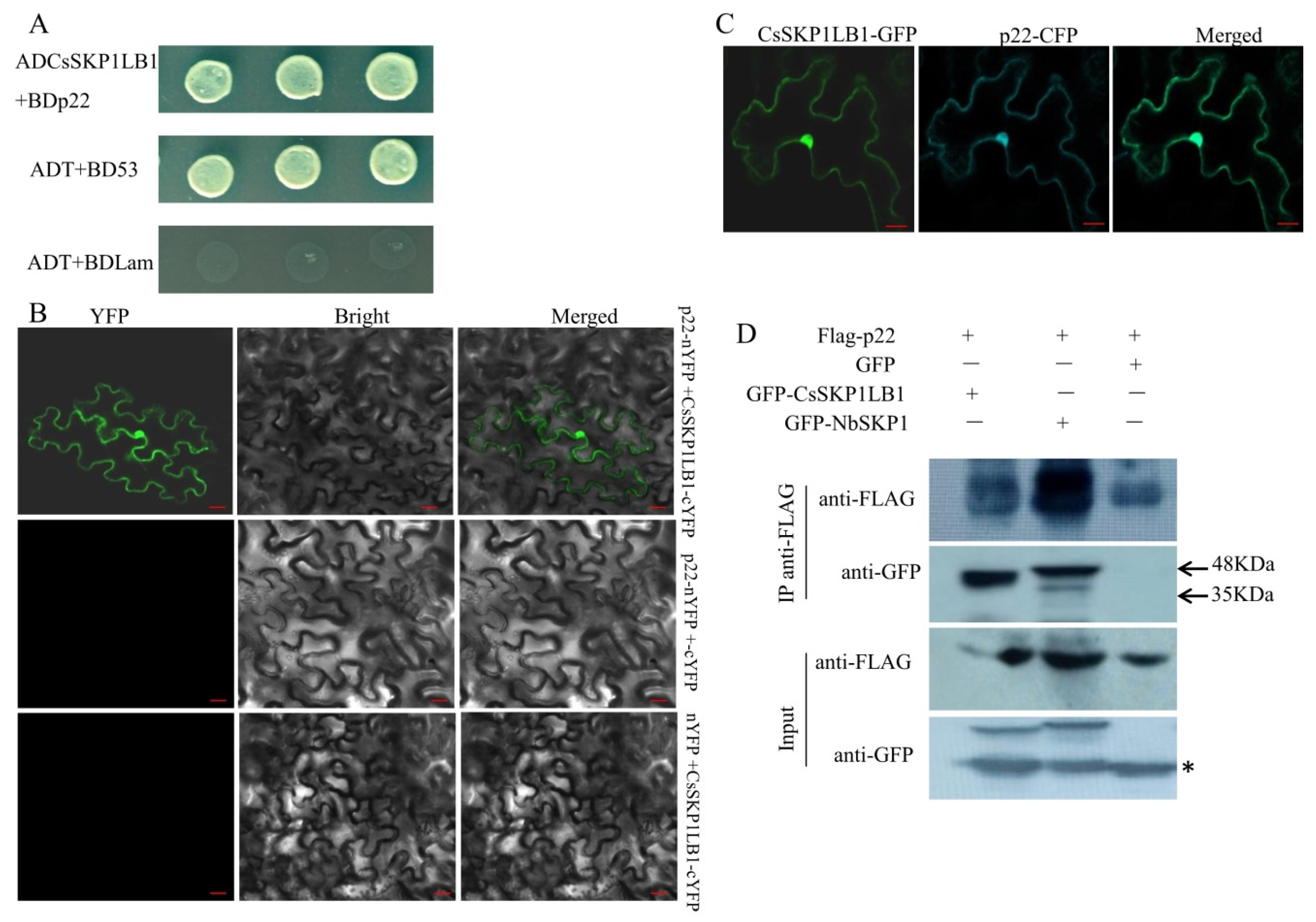 Viruses 11 00818 g002 Viruses 11 00818 g002