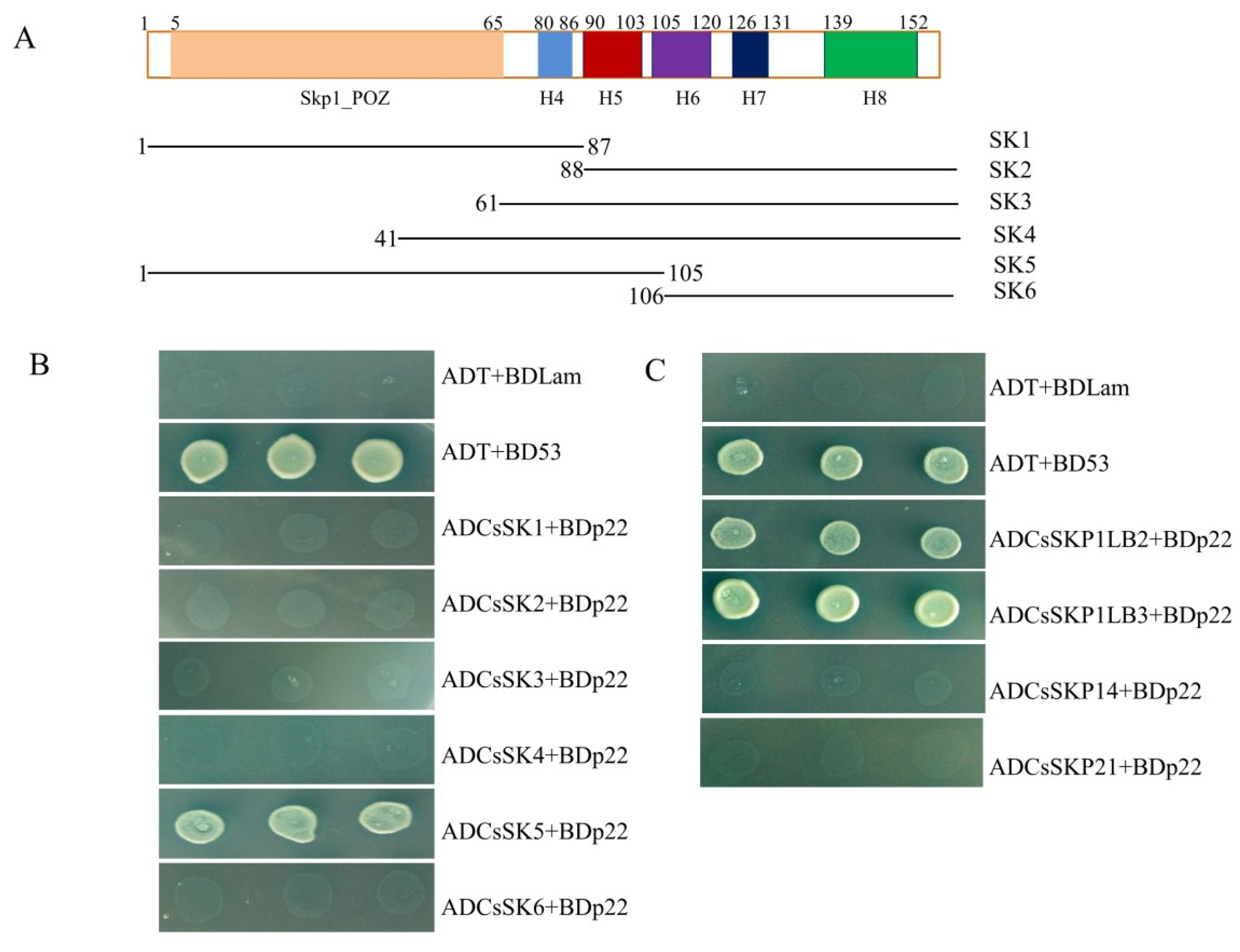 Viruses 11 00818 g003 Viruses 11 00818 g003