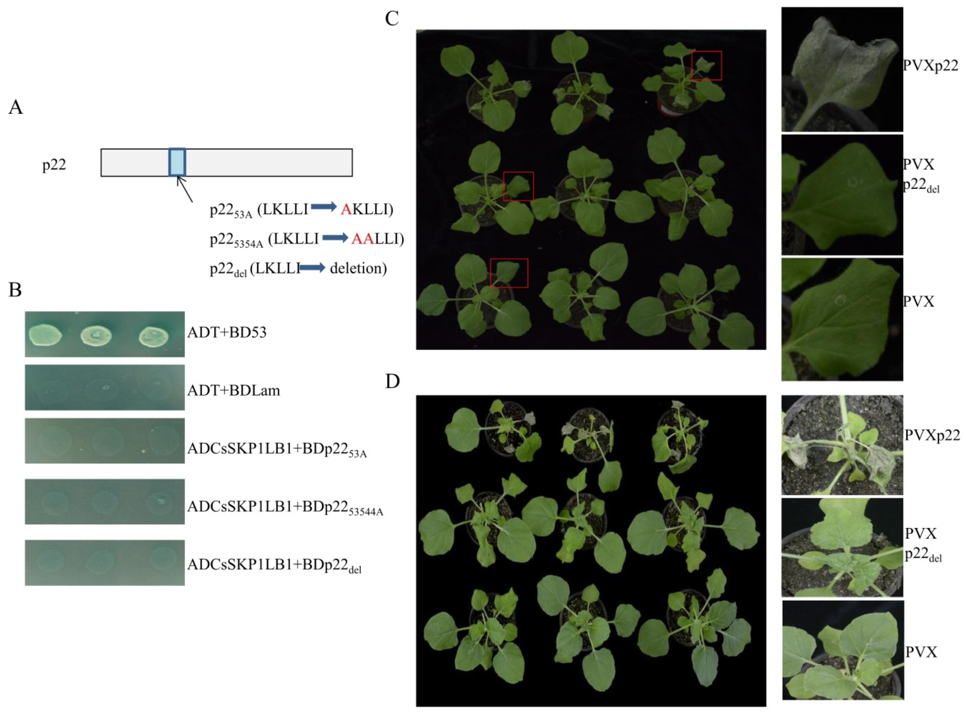 Viruses 11 00818 g004 Viruses 11 00818 g004