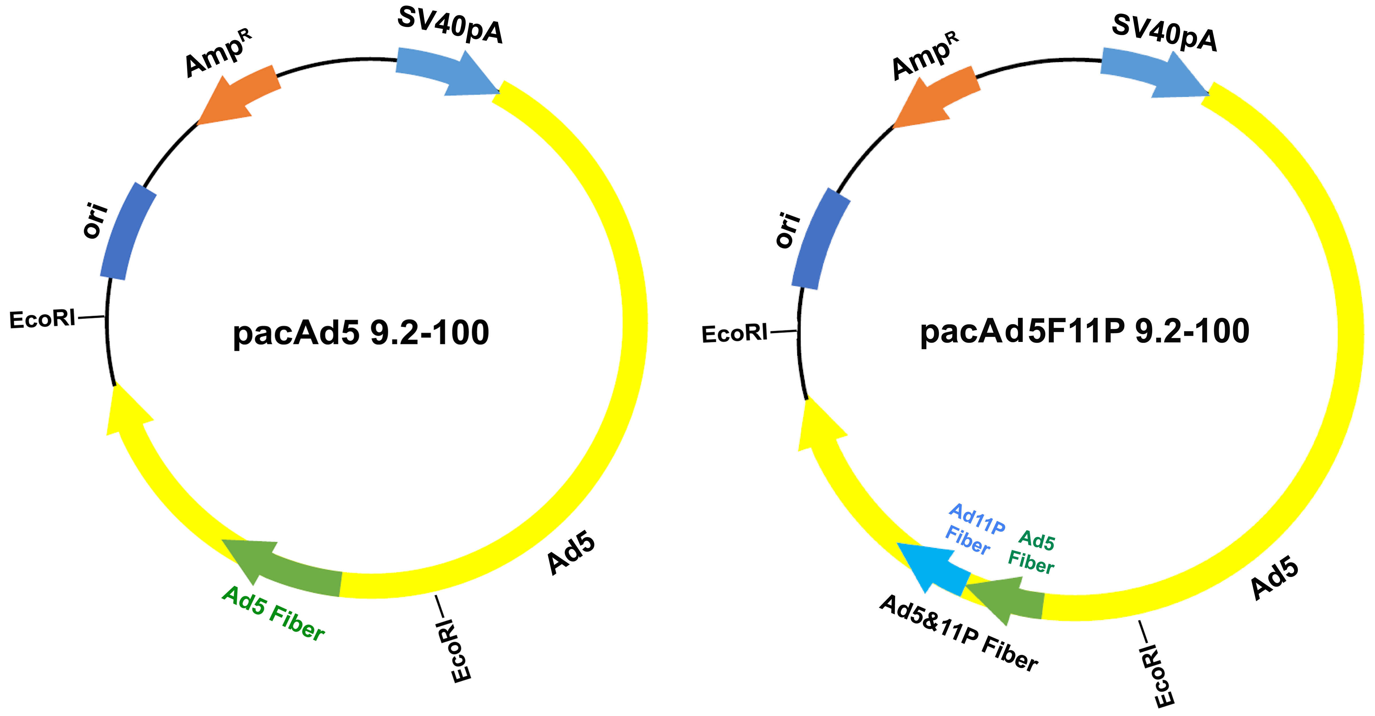 Viruses 11 00820 g001