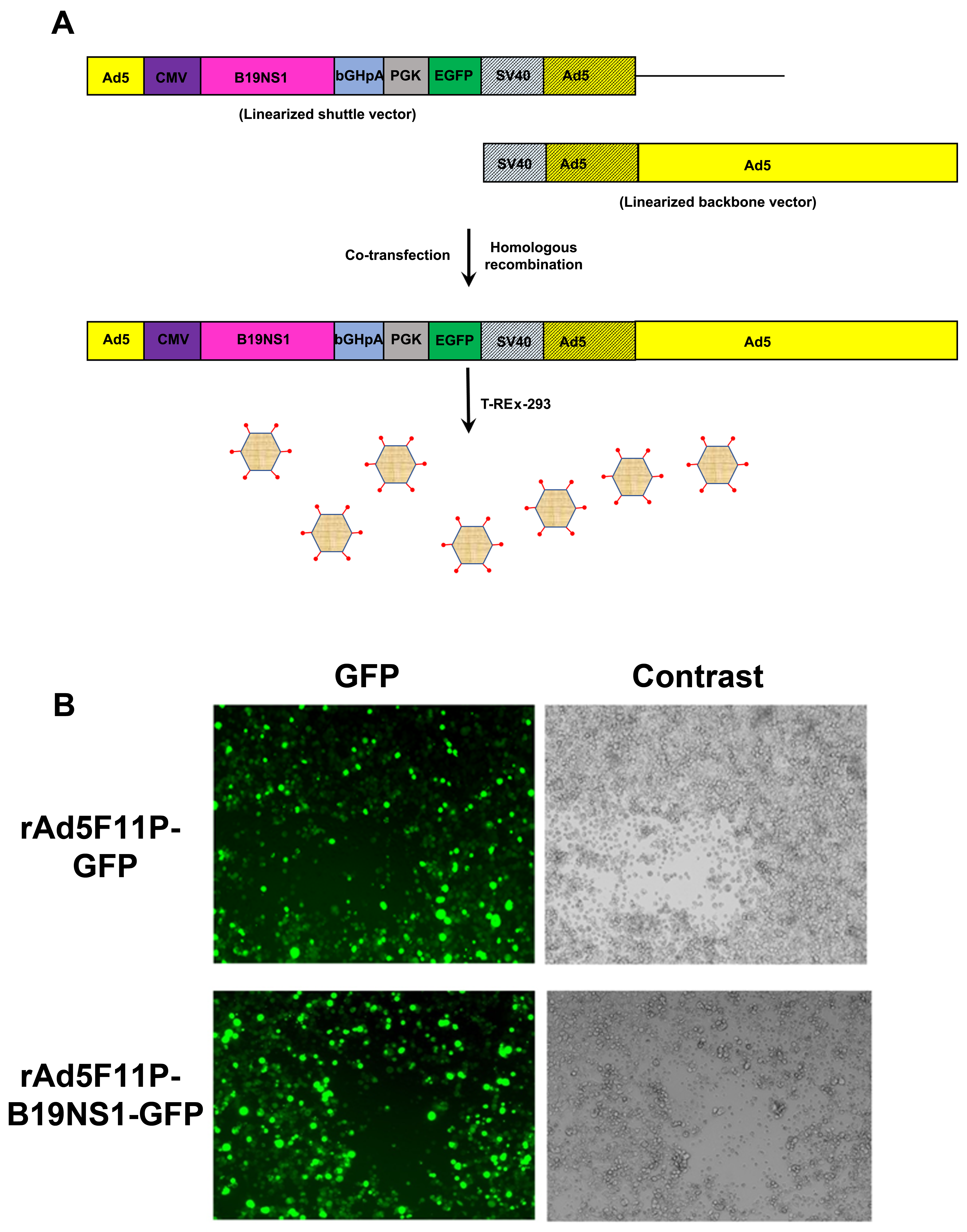 Viruses 11 00820 g003