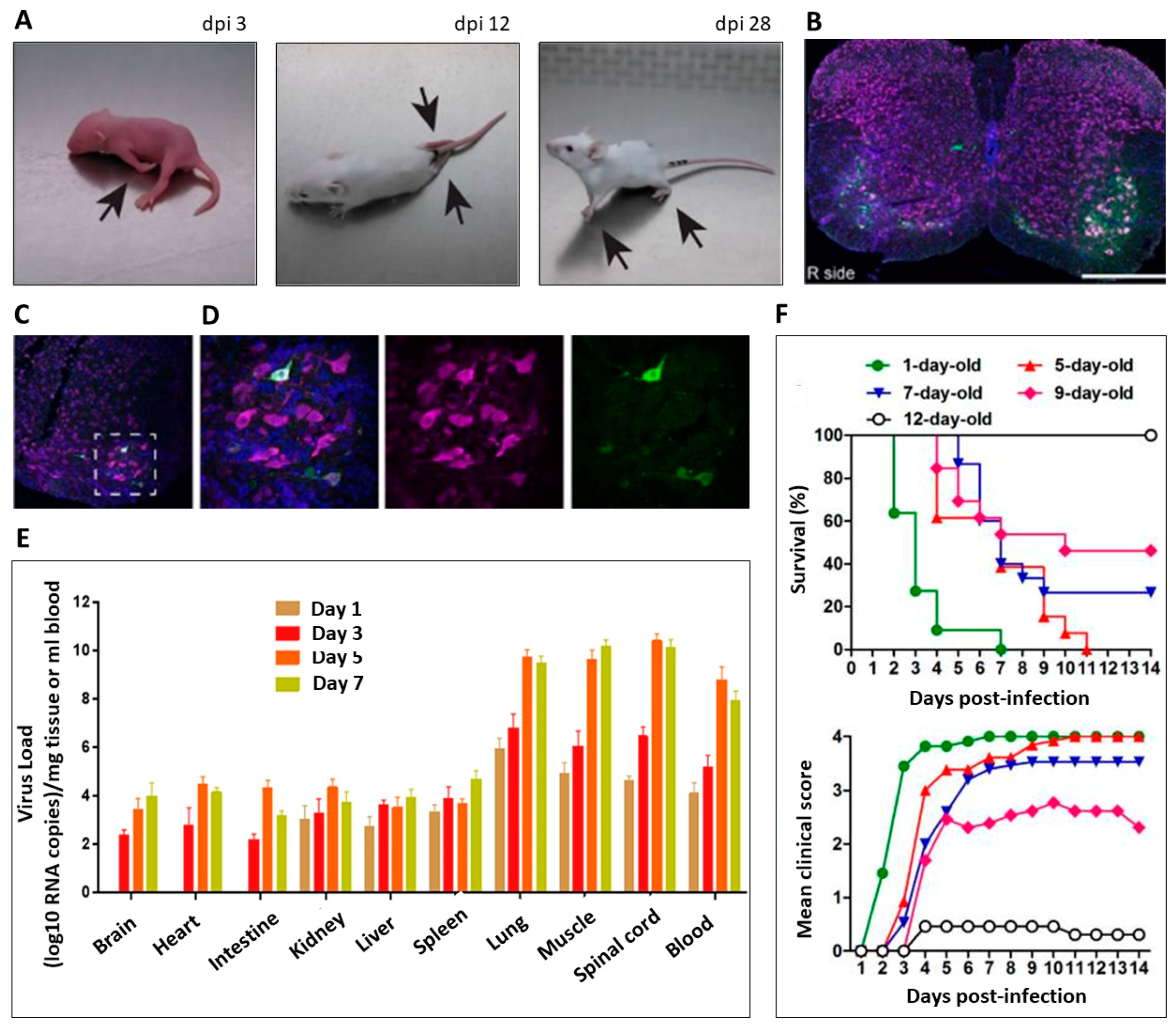 Viruses 11 00821 g001