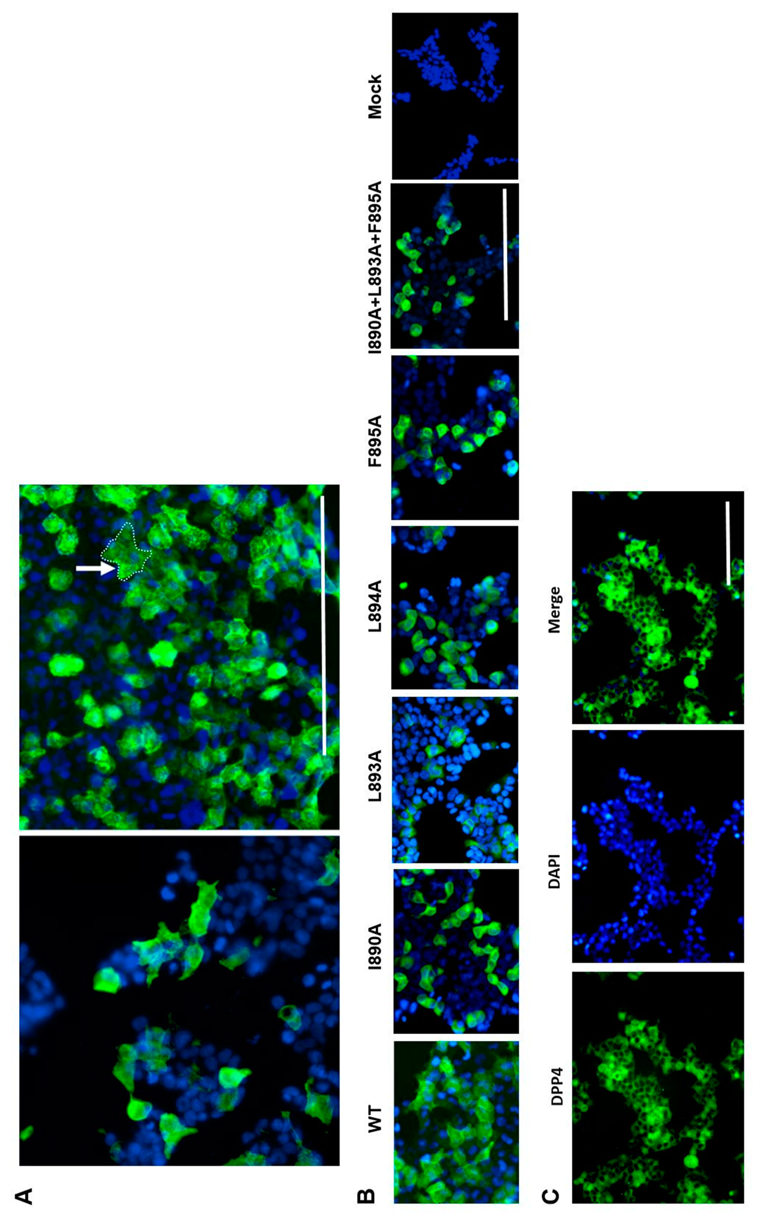 Viruses 11 00825 g004