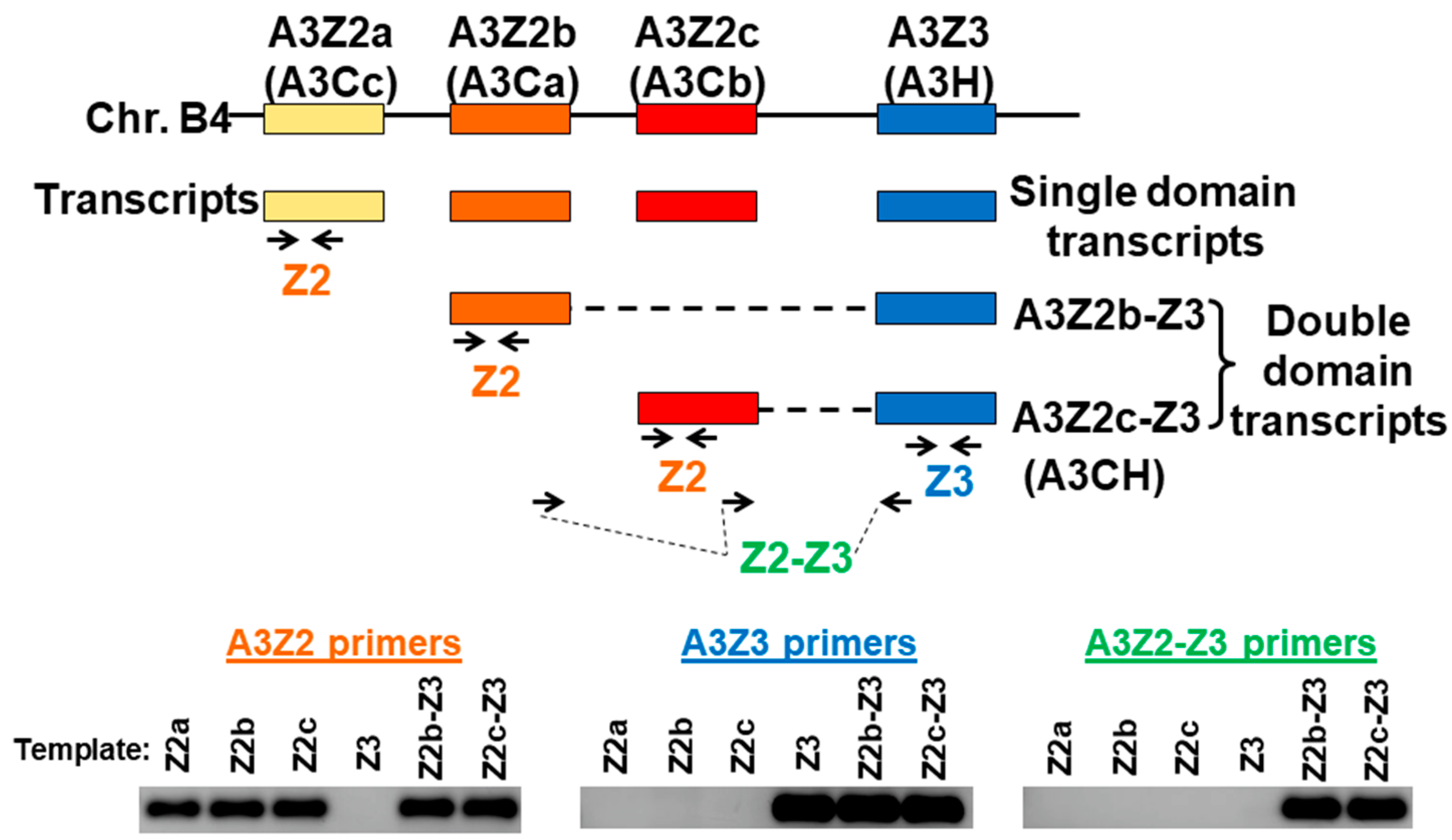 Viruses 11 00831 g001 Viruses 11 00831 g001