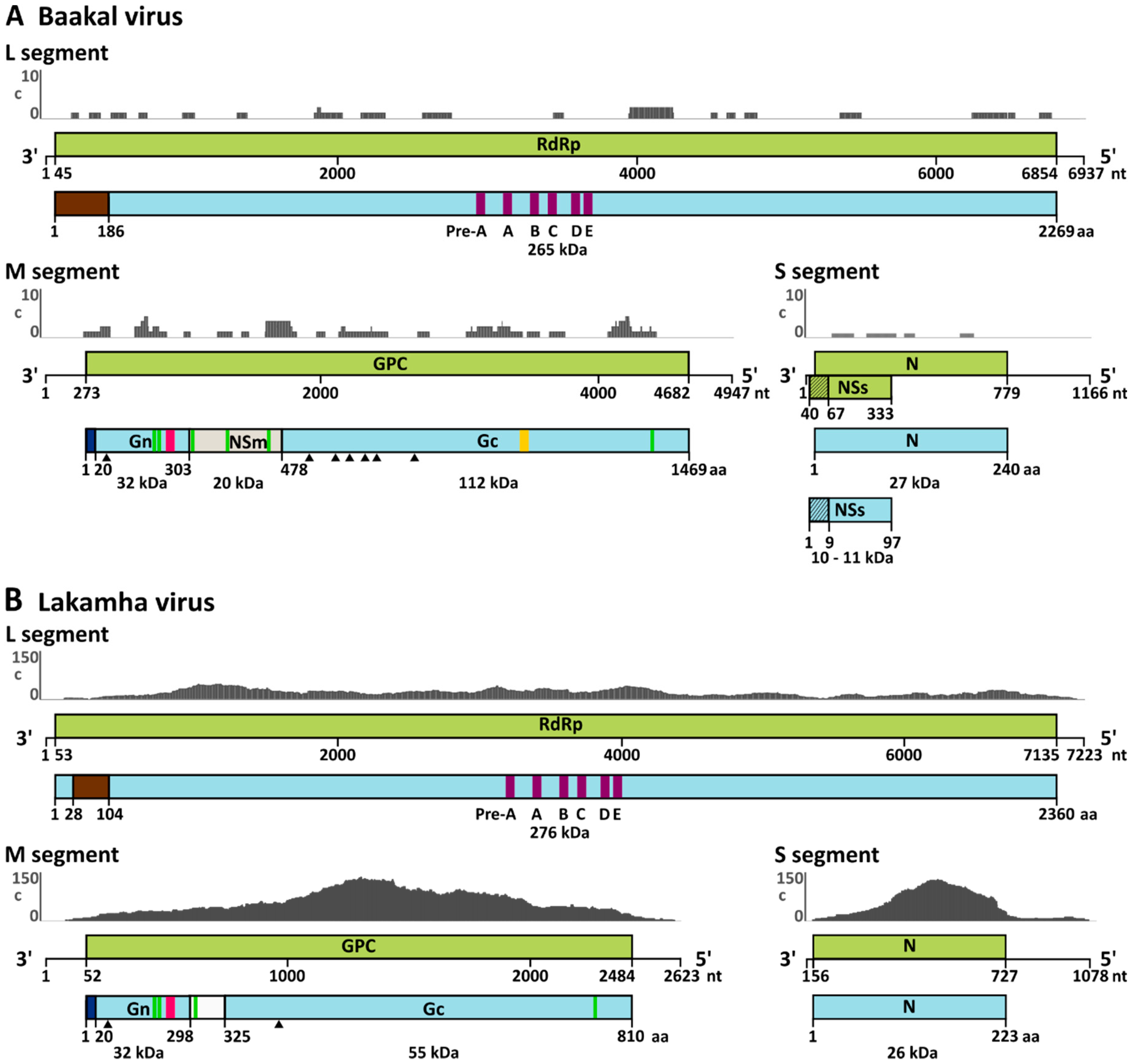 Viruses 11 00832 g001