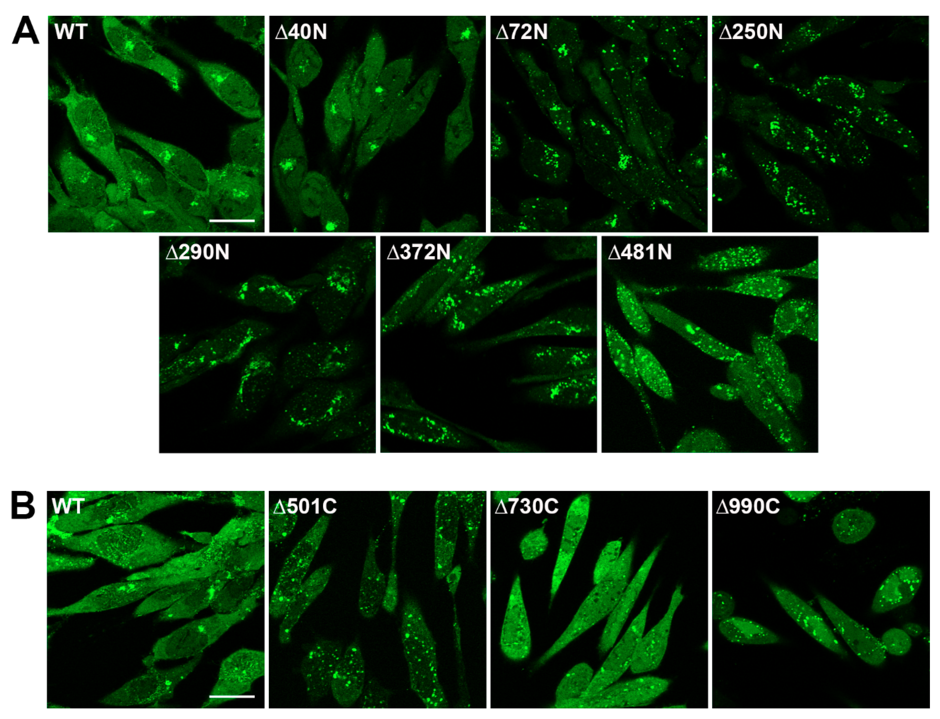 Viruses 11 00853 g004