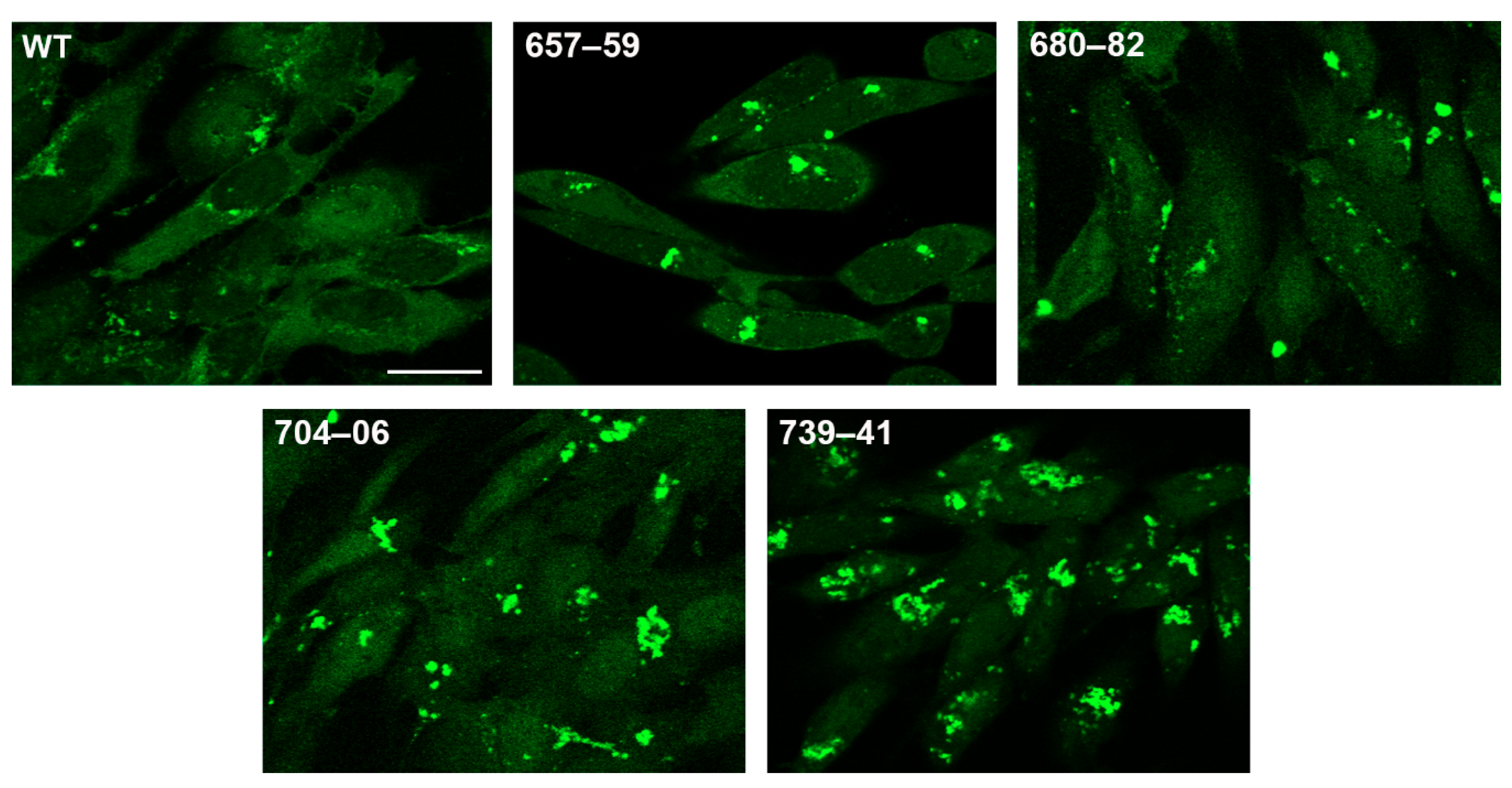 Viruses 11 00853 g007