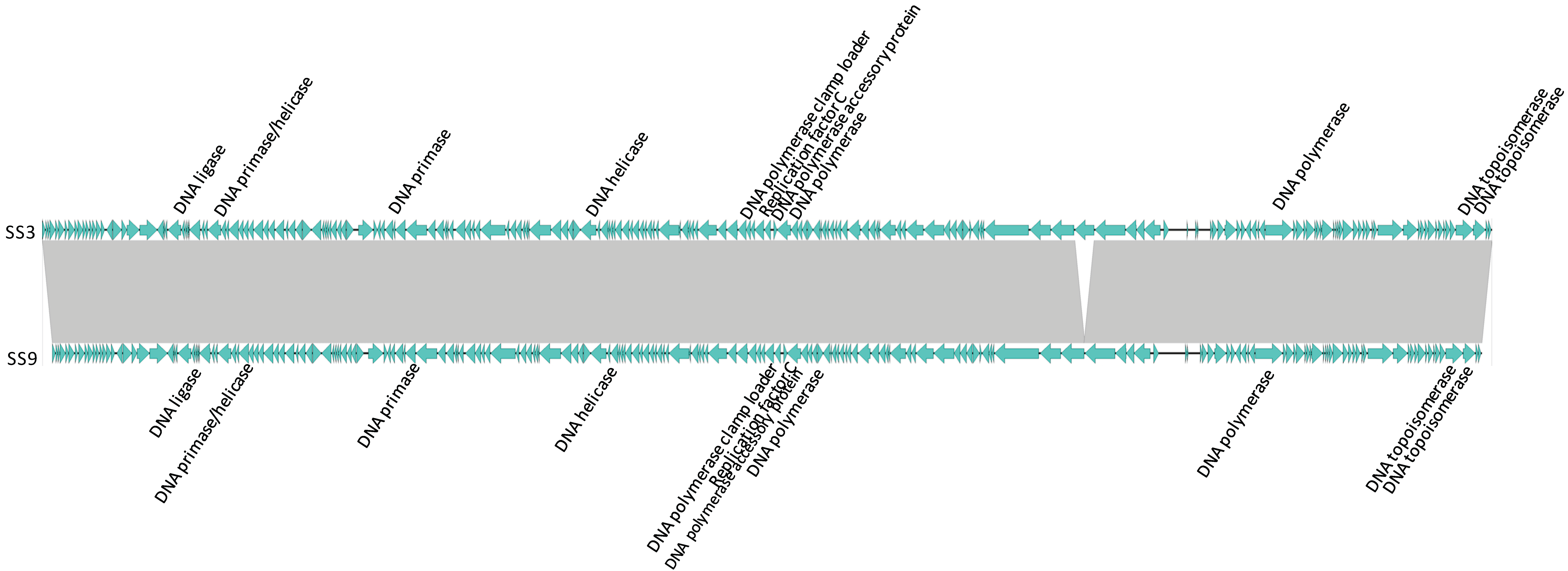 Viruses 11 00854 g004 Viruses 11 00854 g004