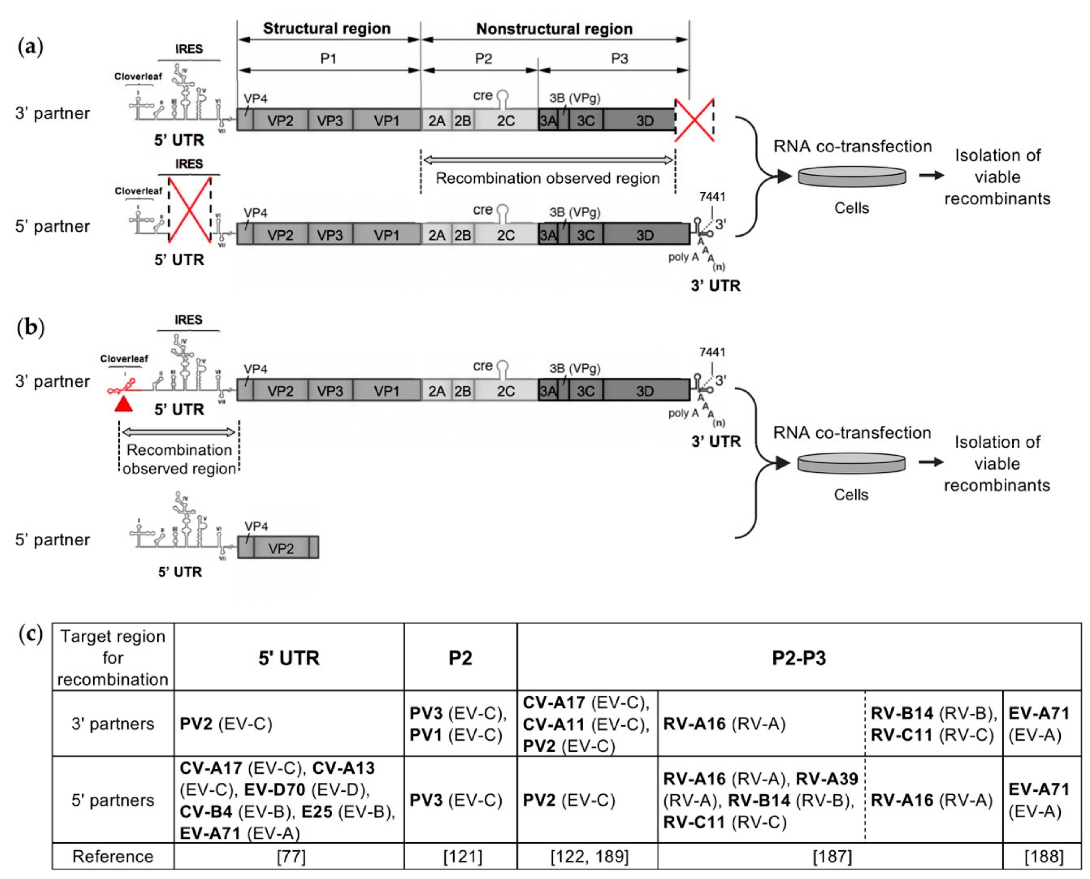 Viruses 11 00859 g005