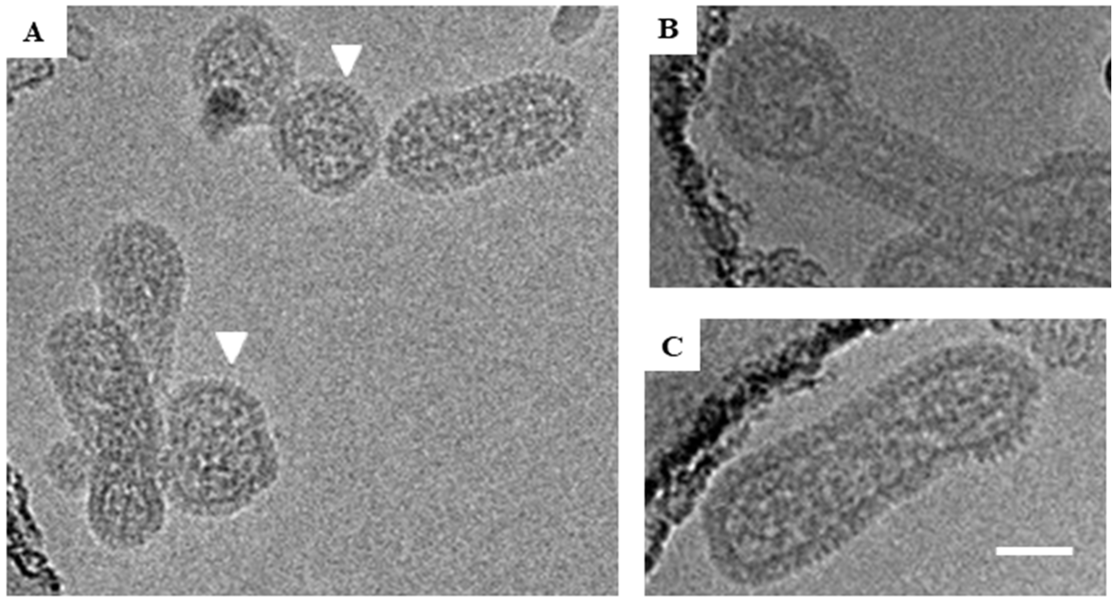 Viruses 11 00862 g003