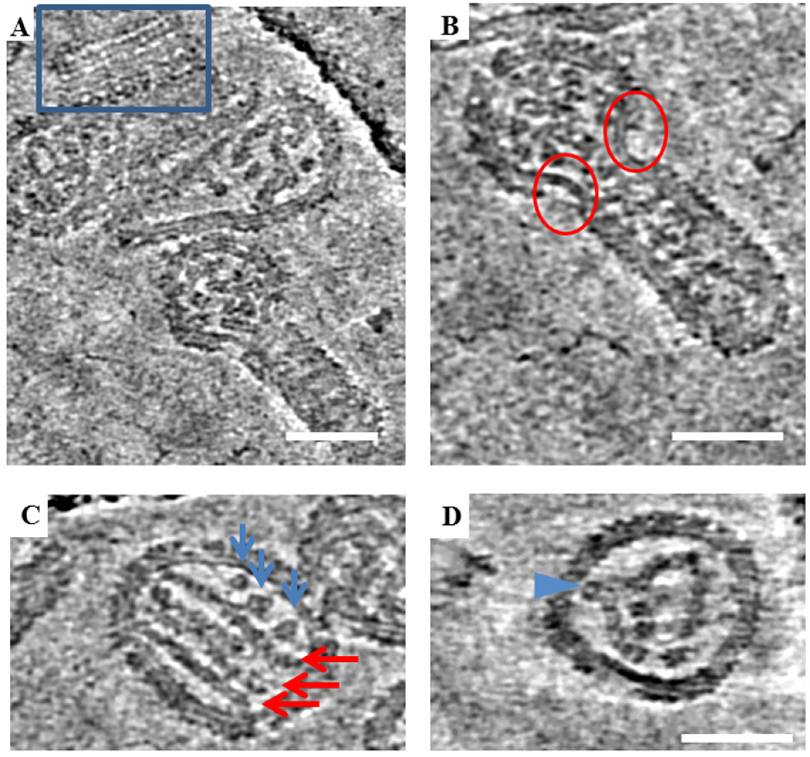 Viruses 11 00862 g005