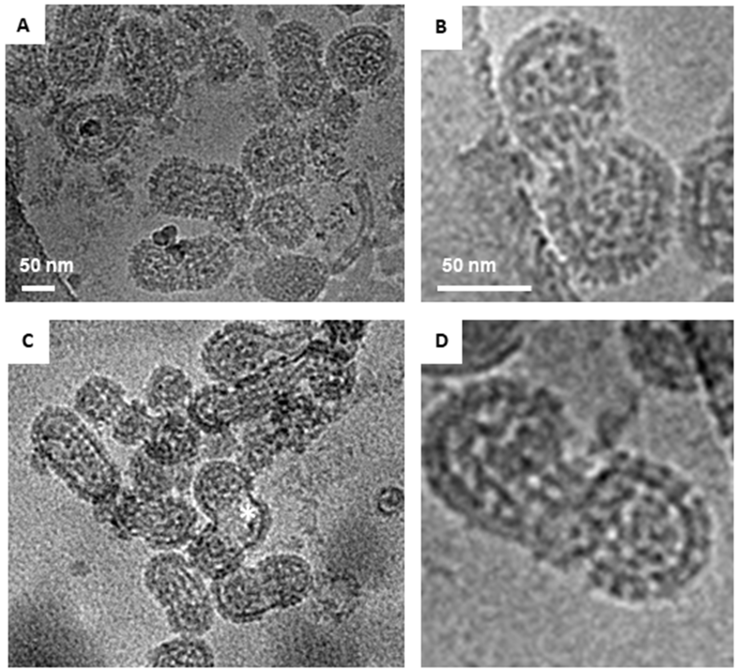 Viruses 11 00862 g006