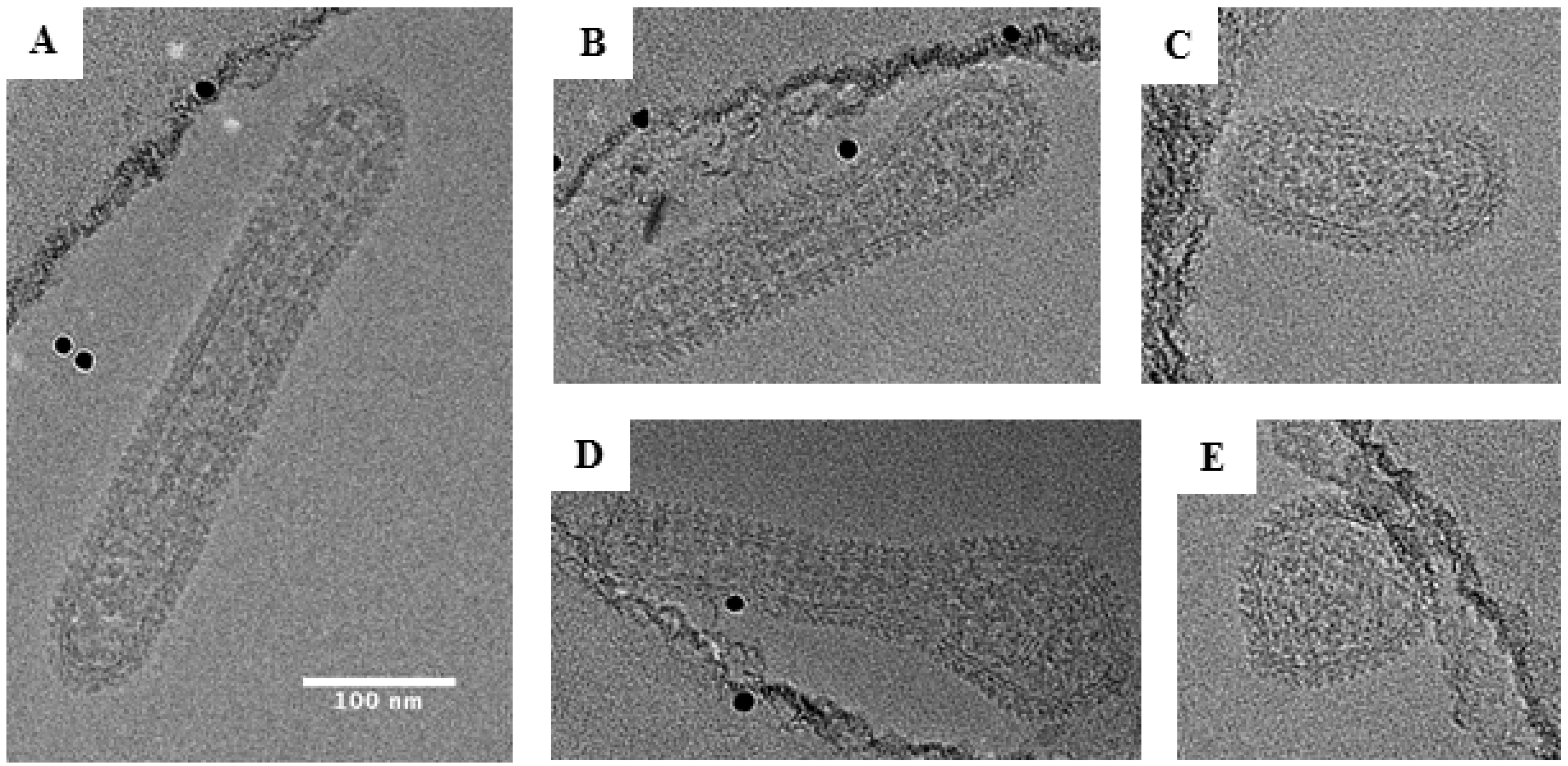 Viruses 11 00862 g007