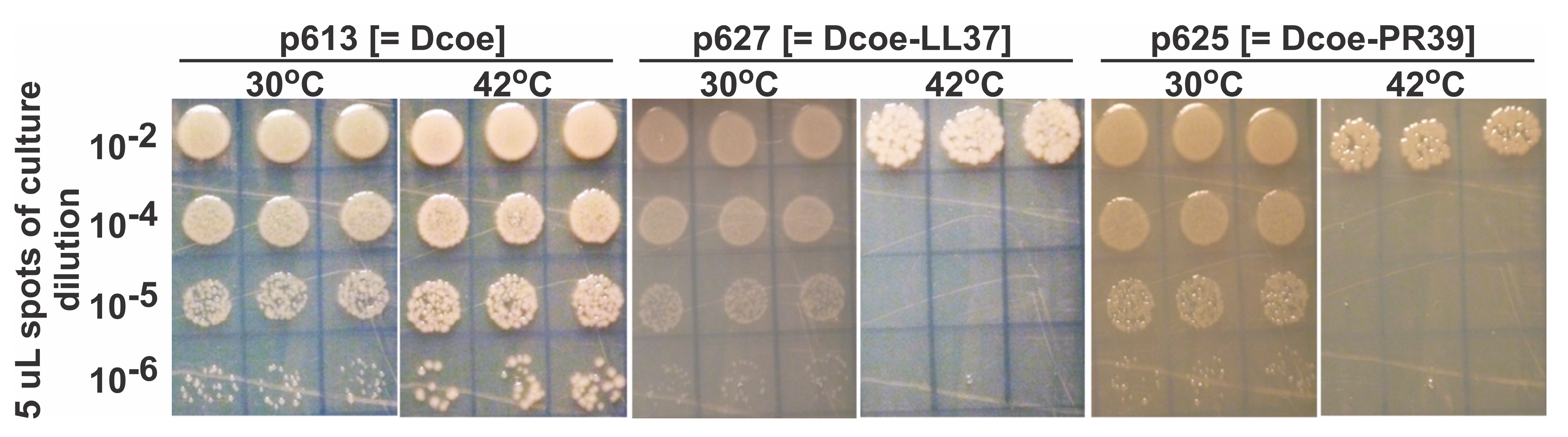 Viruses 11 00869 g003 Viruses 11 00869 g003