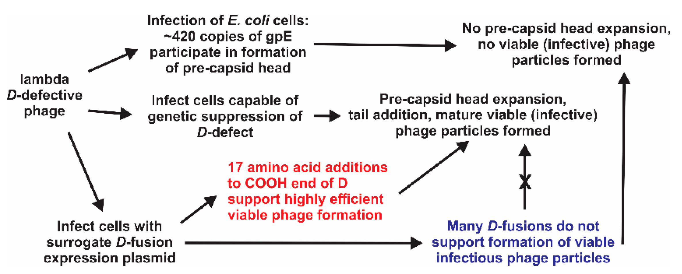 Viruses 11 00869 g007 Viruses 11 00869 g007