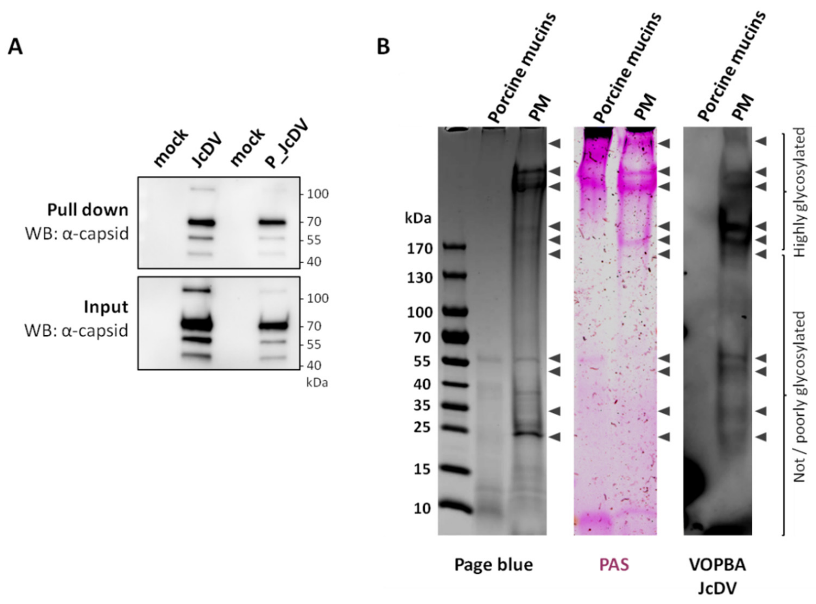 Viruses 11 00870 g005